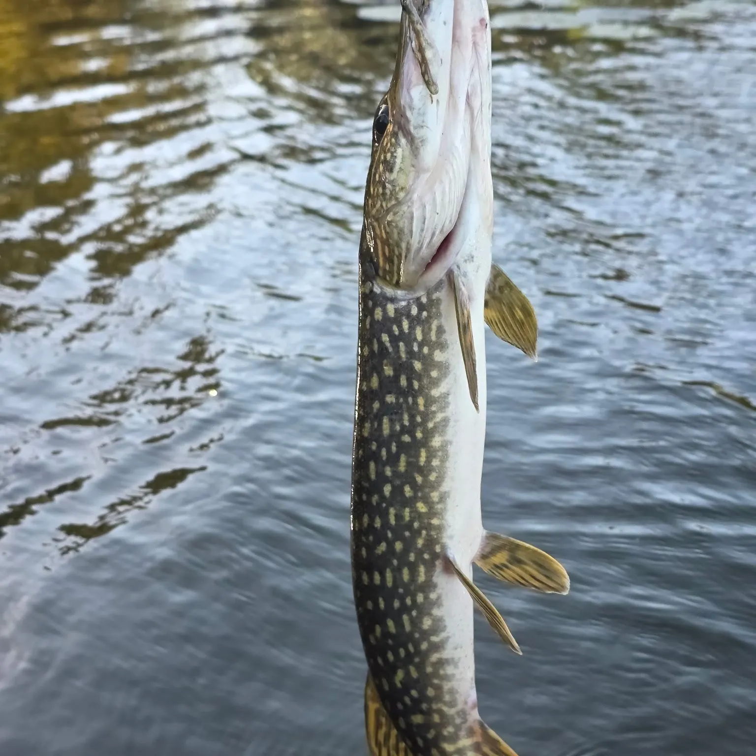 Northern pike caught on Fishbrain