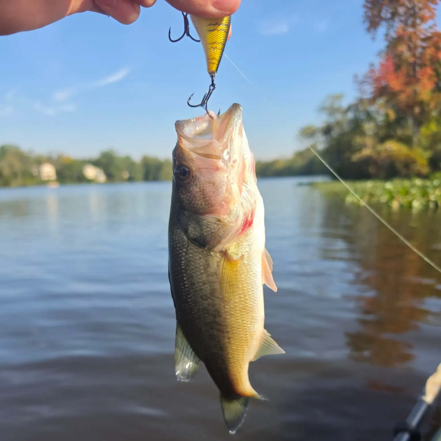 Largemouth bass caught on Fishbrain