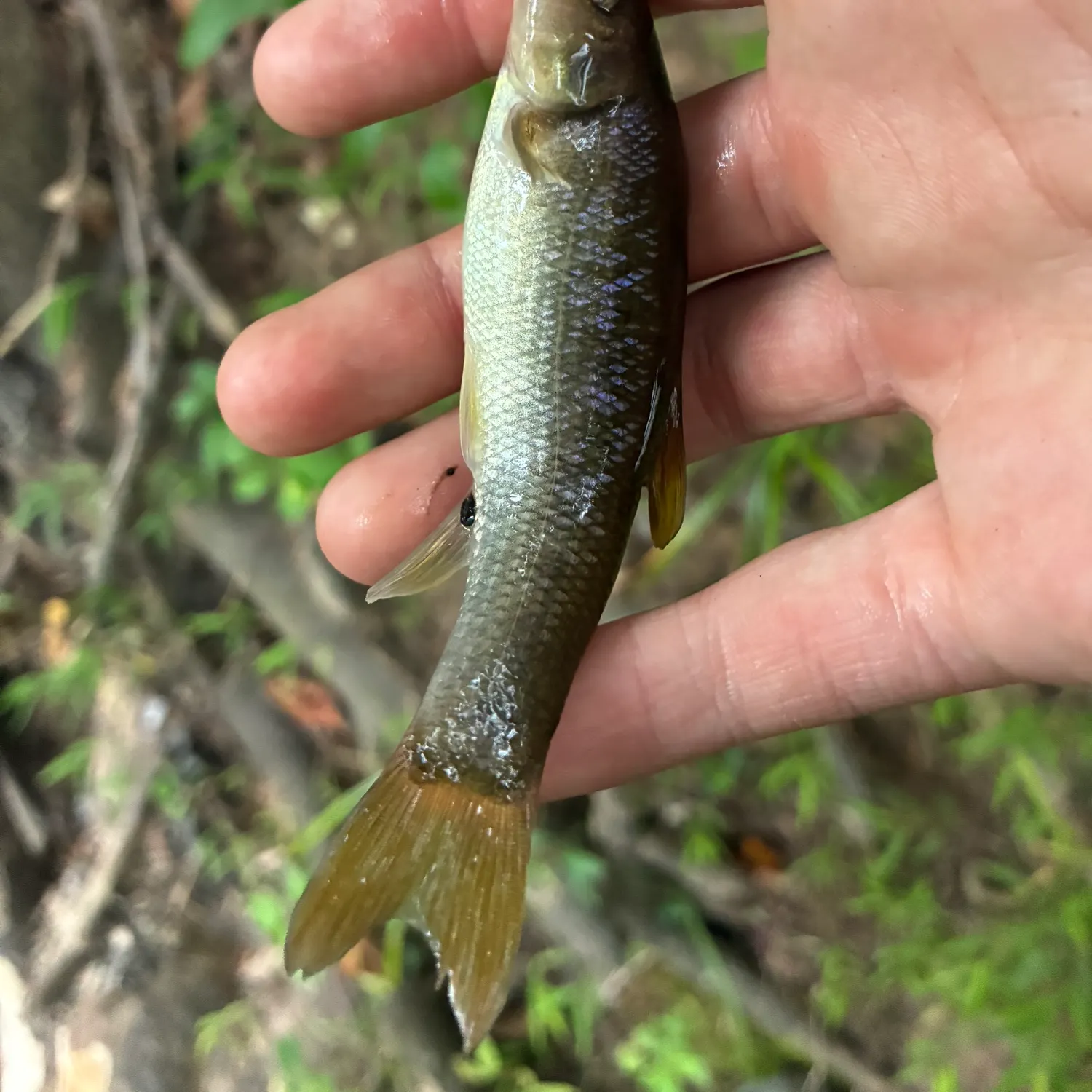Cutlips minnow caught on Fishbrain