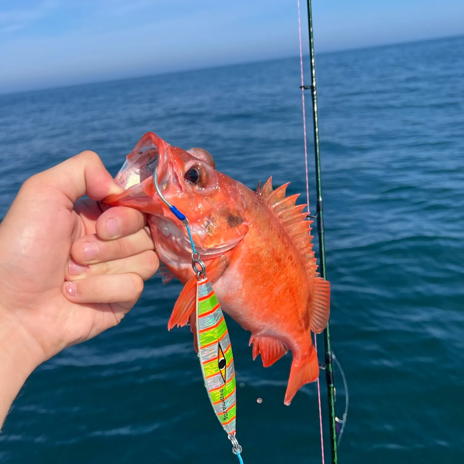 The most recent Blackbelly rosefish catches on Fishbrain