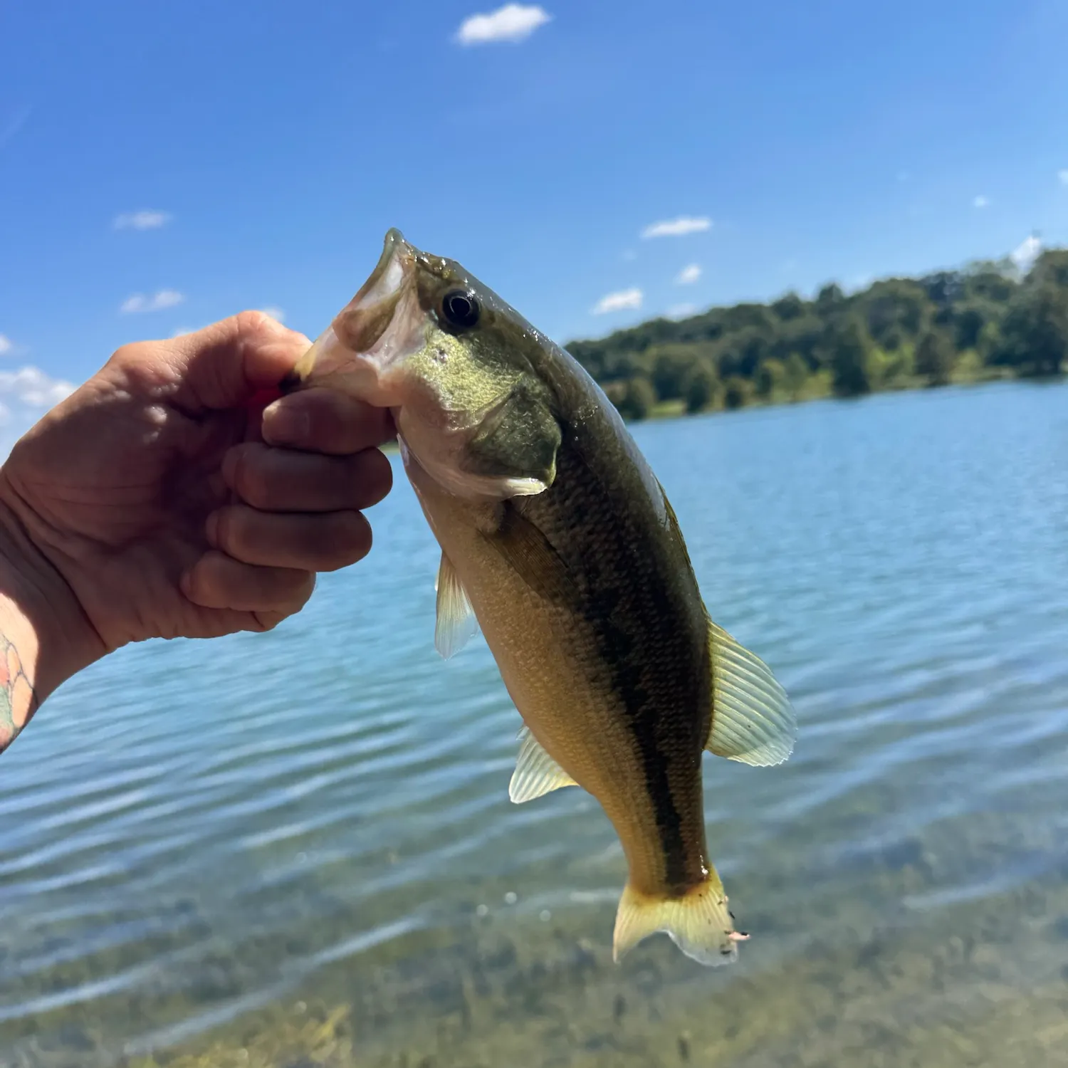 Largemouth bass caught on Fishbrain