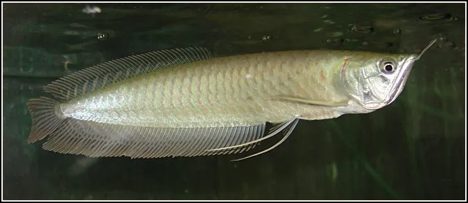 Silver arowana