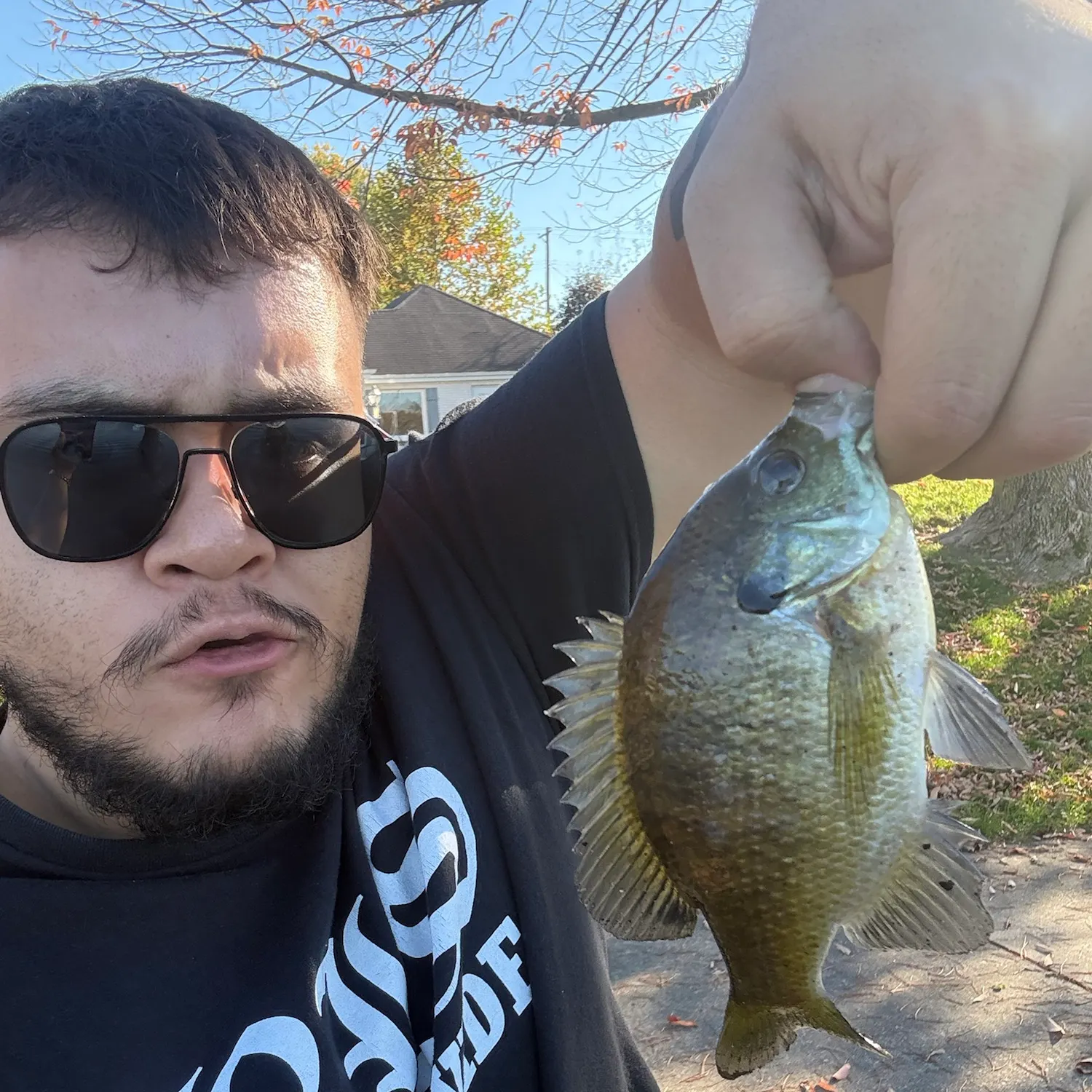 Bluegill caught on Fishbrain