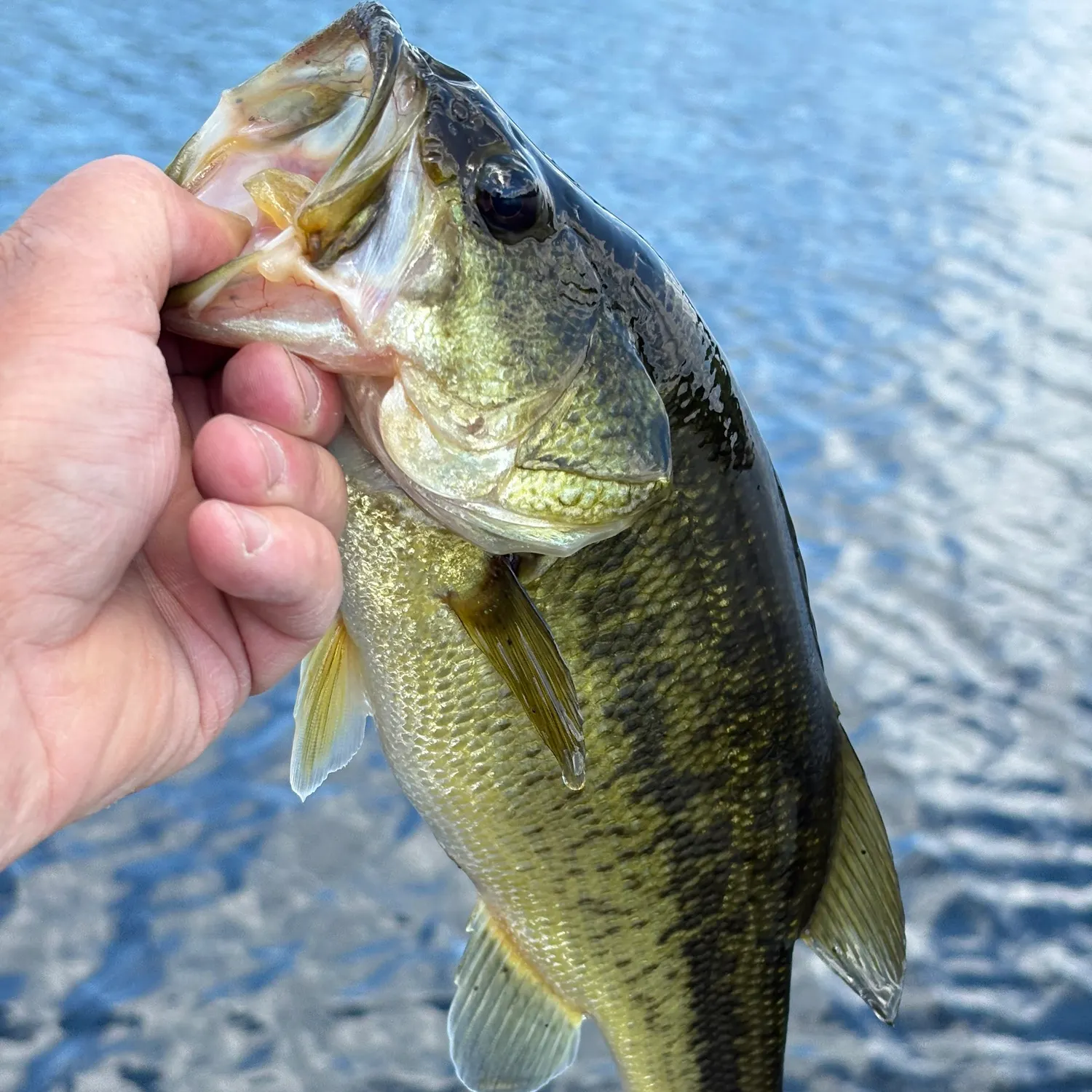 Largemouth bass caught on Fishbrain