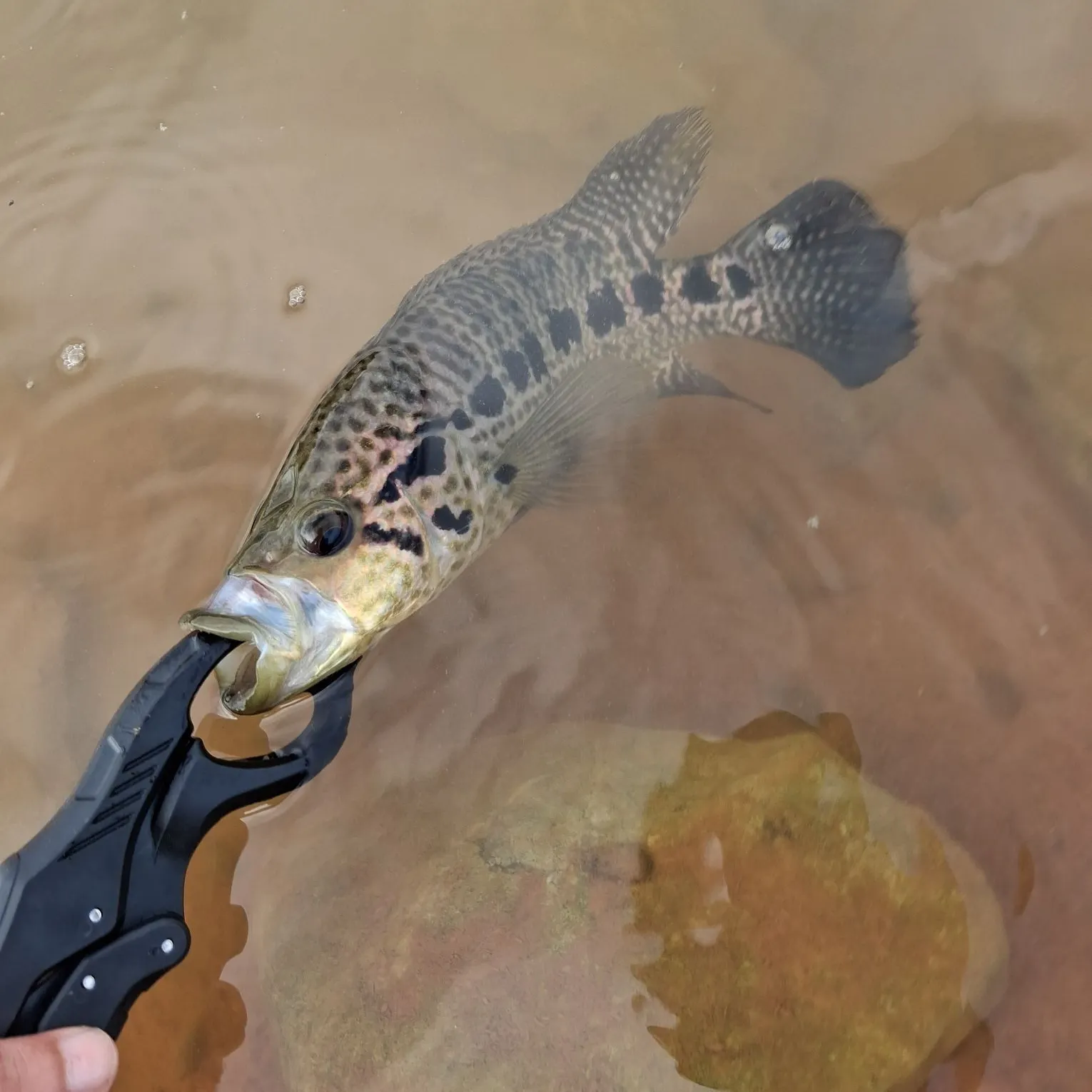 The most recent Jaguar cichlid catches on Fishbrain
