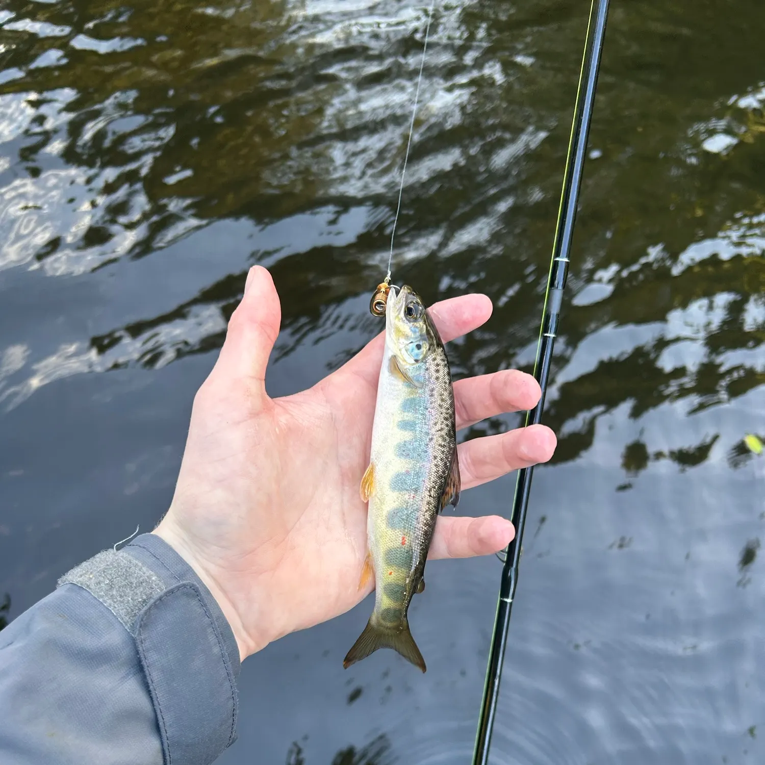 Atlantic salmon caught on Fishbrain
