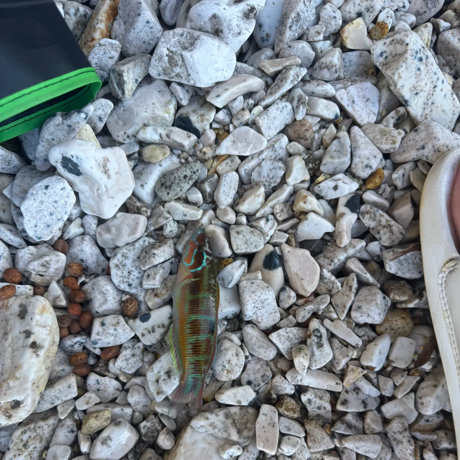 The most recent Ornate wrasse catches on Fishbrain