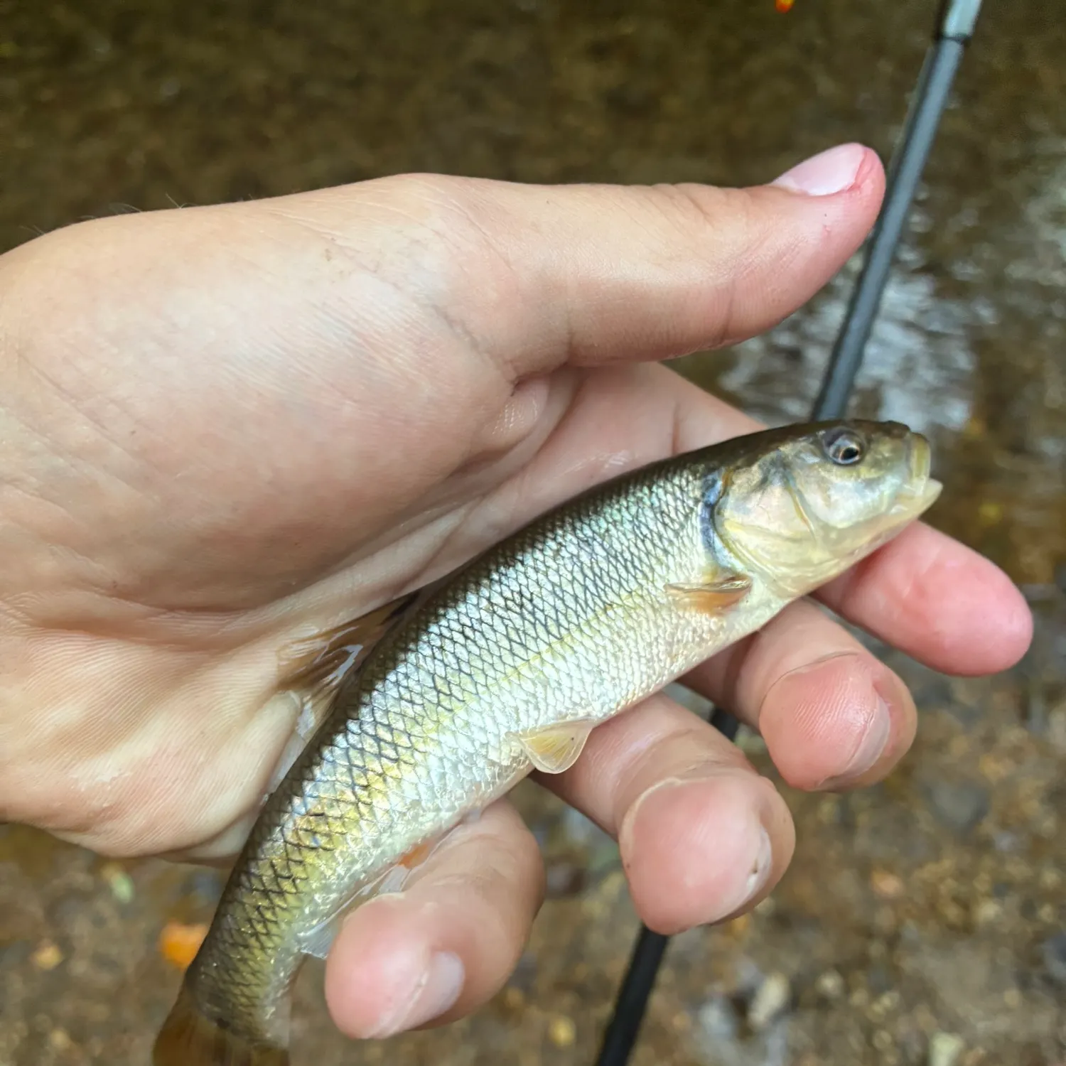 Creek chub caught on Fishbrain