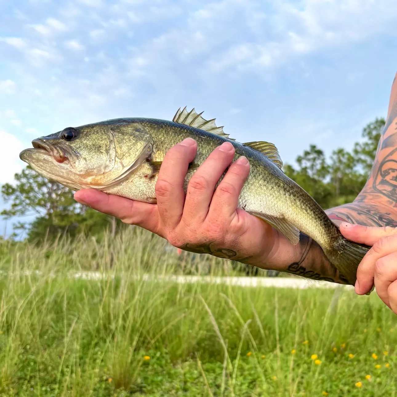 Largemouth bass caught on Fishbrain