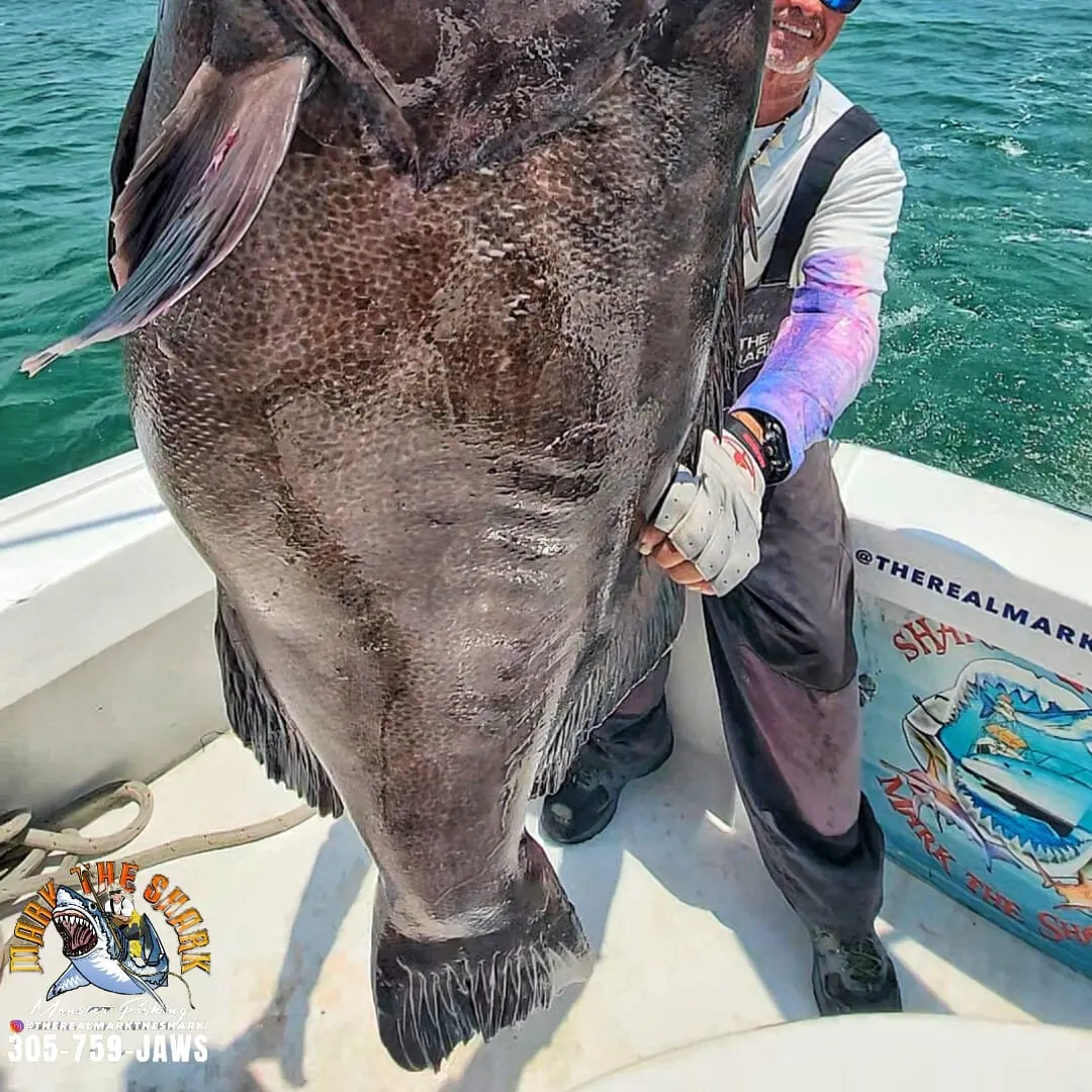Black grouper caught on Fishbrain