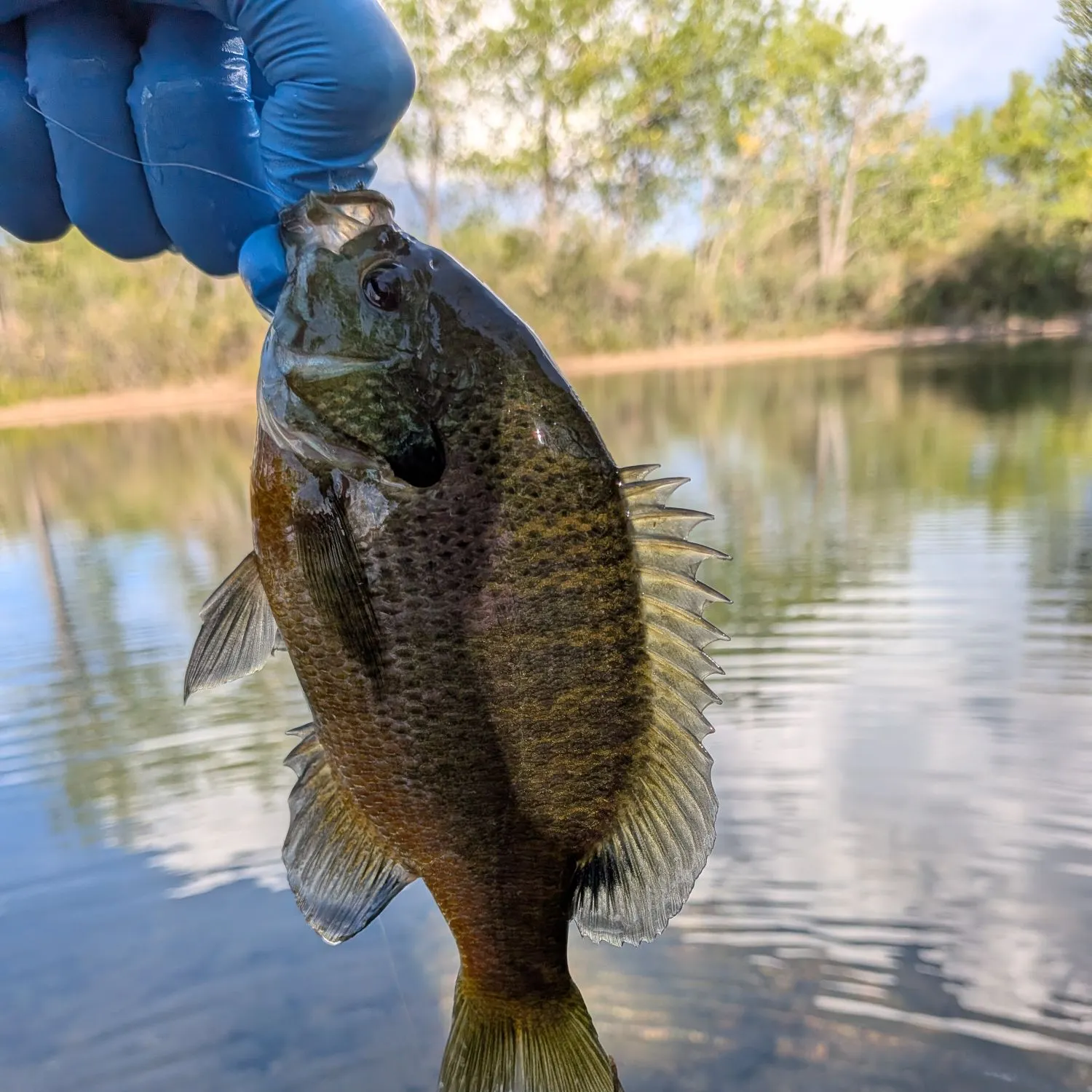 Bluegill caught on Fishbrain