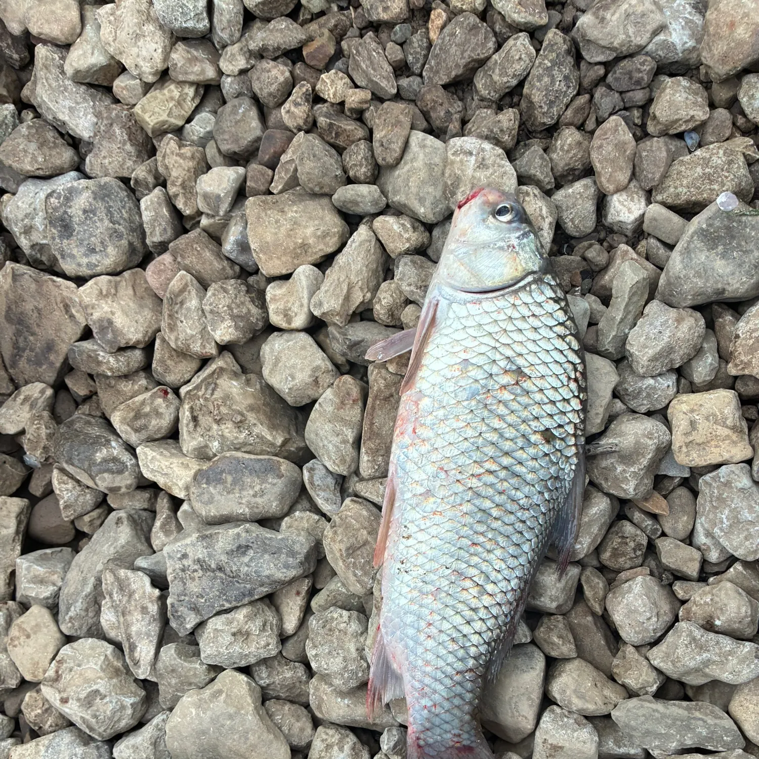 River carpsucker caught on Fishbrain
