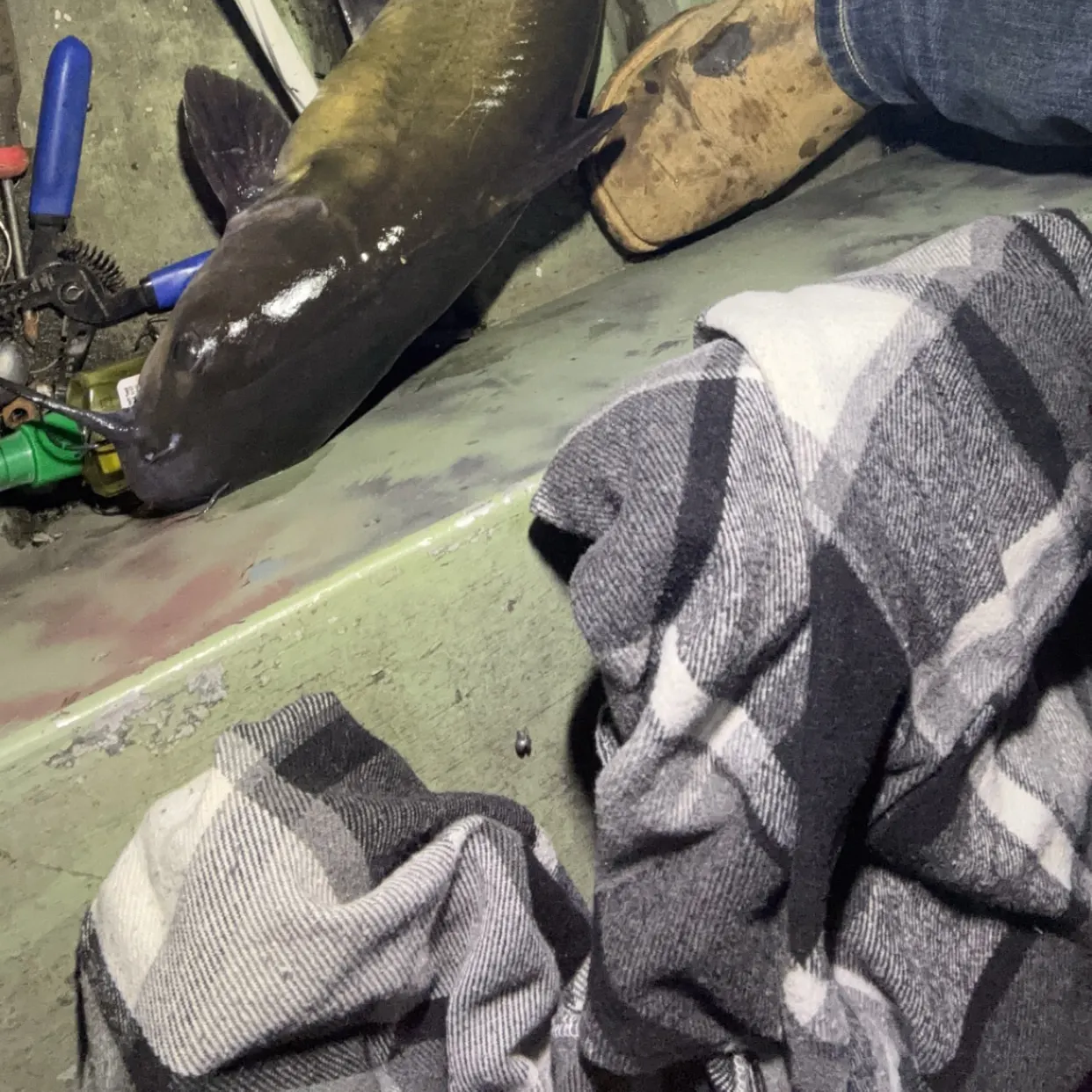 Channel catfish caught on Fishbrain
