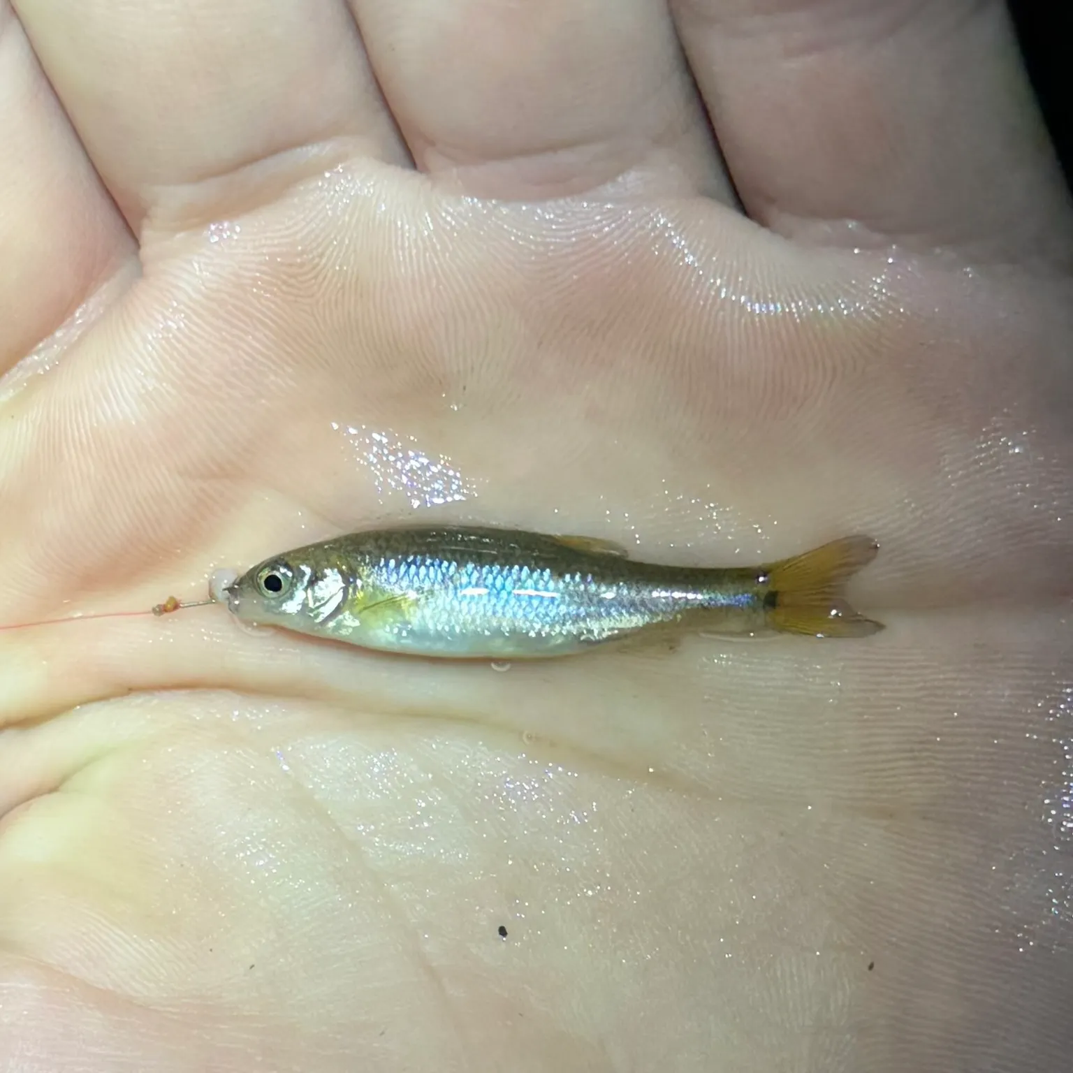 The most recent Flame chub catches on Fishbrain