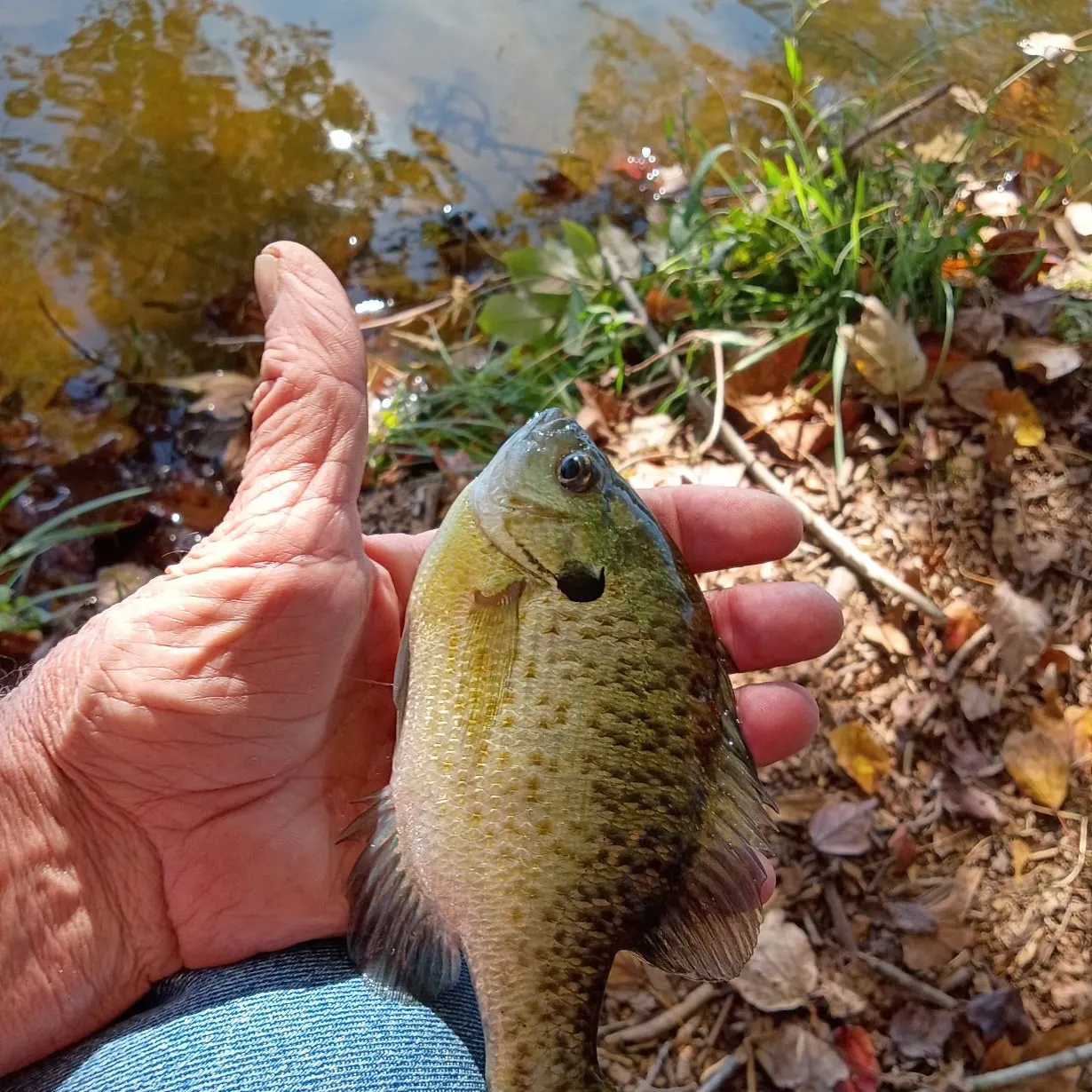 Bluegill caught on Fishbrain