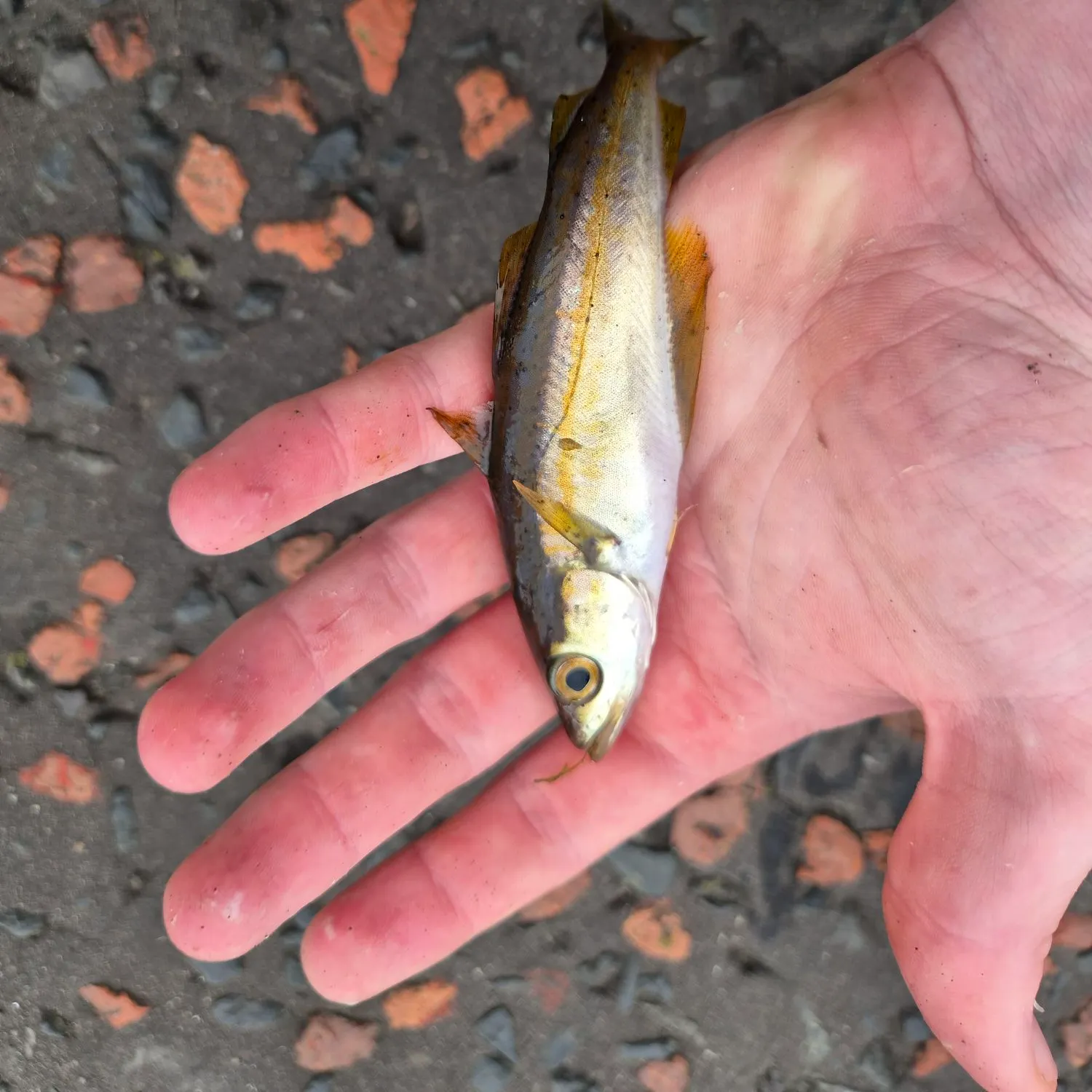 Pollack caught on Fishbrain