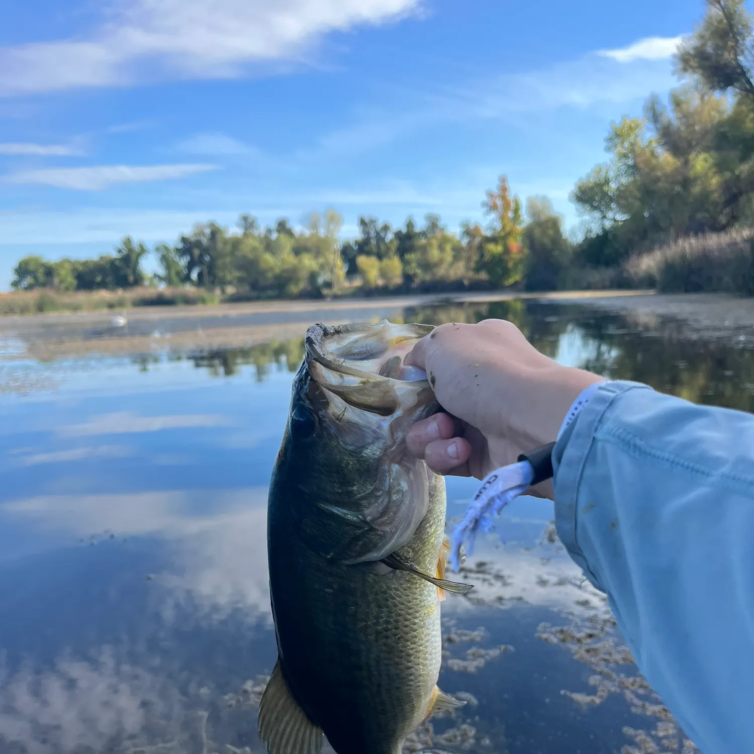 Largemouth bass caught on Fishbrain