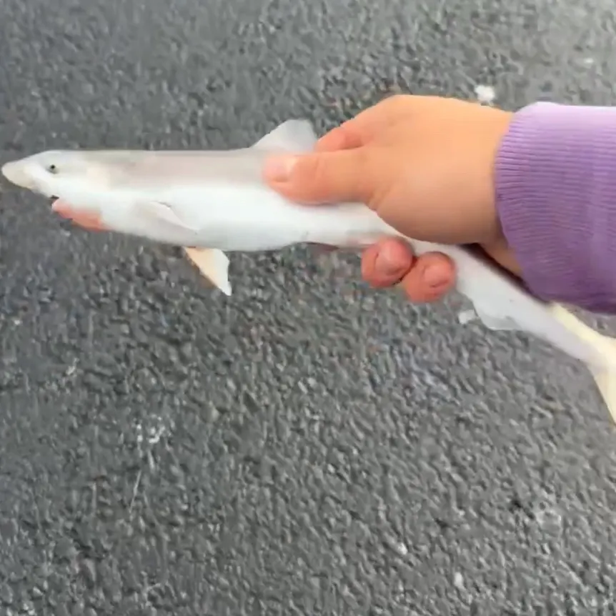 The most recent Tope shark catches on Fishbrain