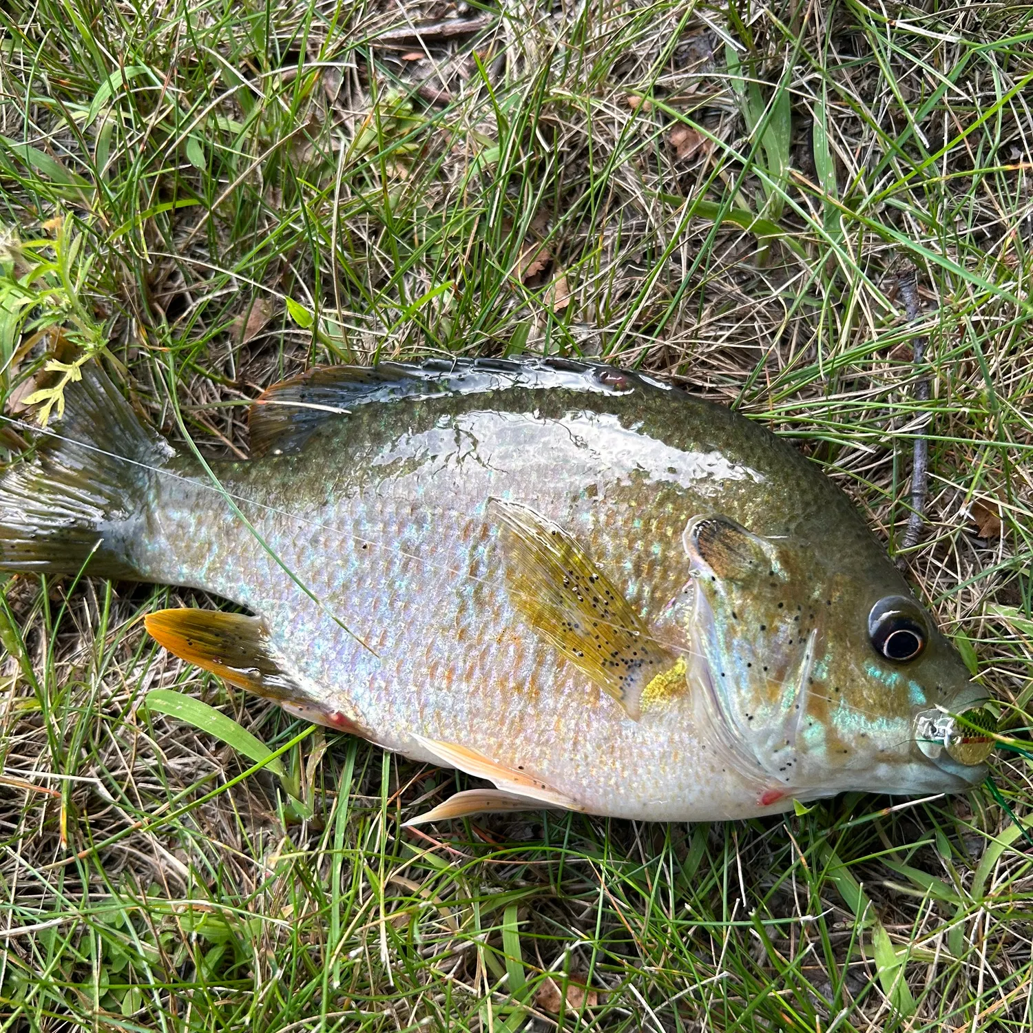 Greengill hybrid caught on Fishbrain