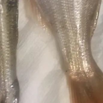 The most recent Axillary seabream catches on Fishbrain