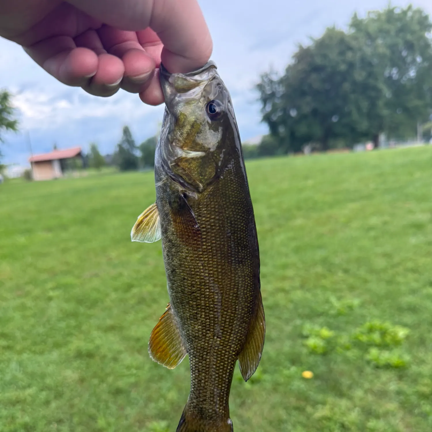 Smallmouth bass caught on Fishbrain