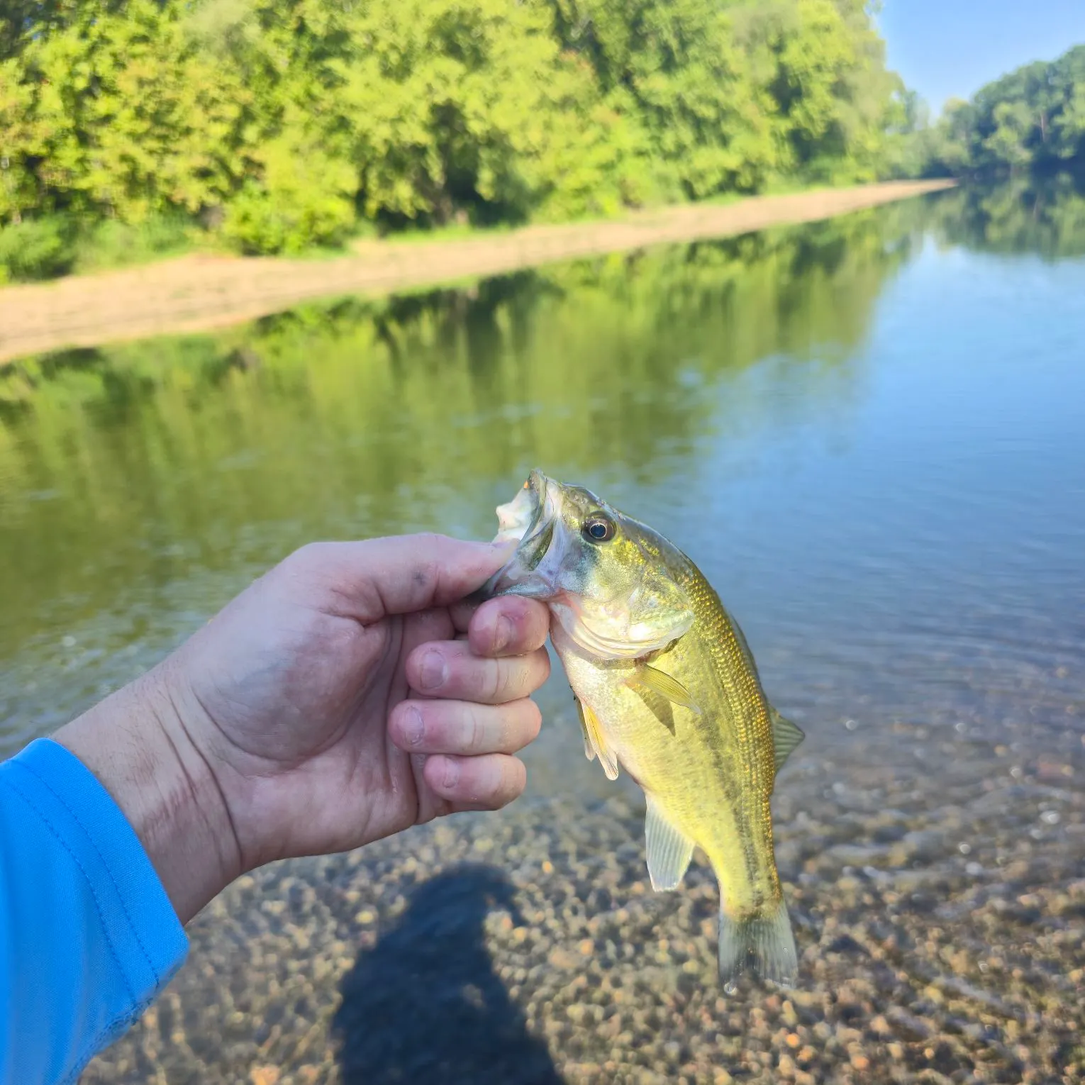 Largemouth bass caught on Fishbrain