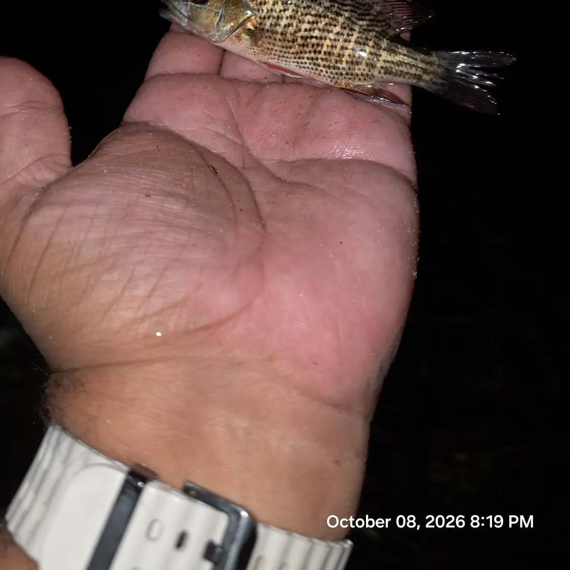 Mangrove snapper caught on Fishbrain