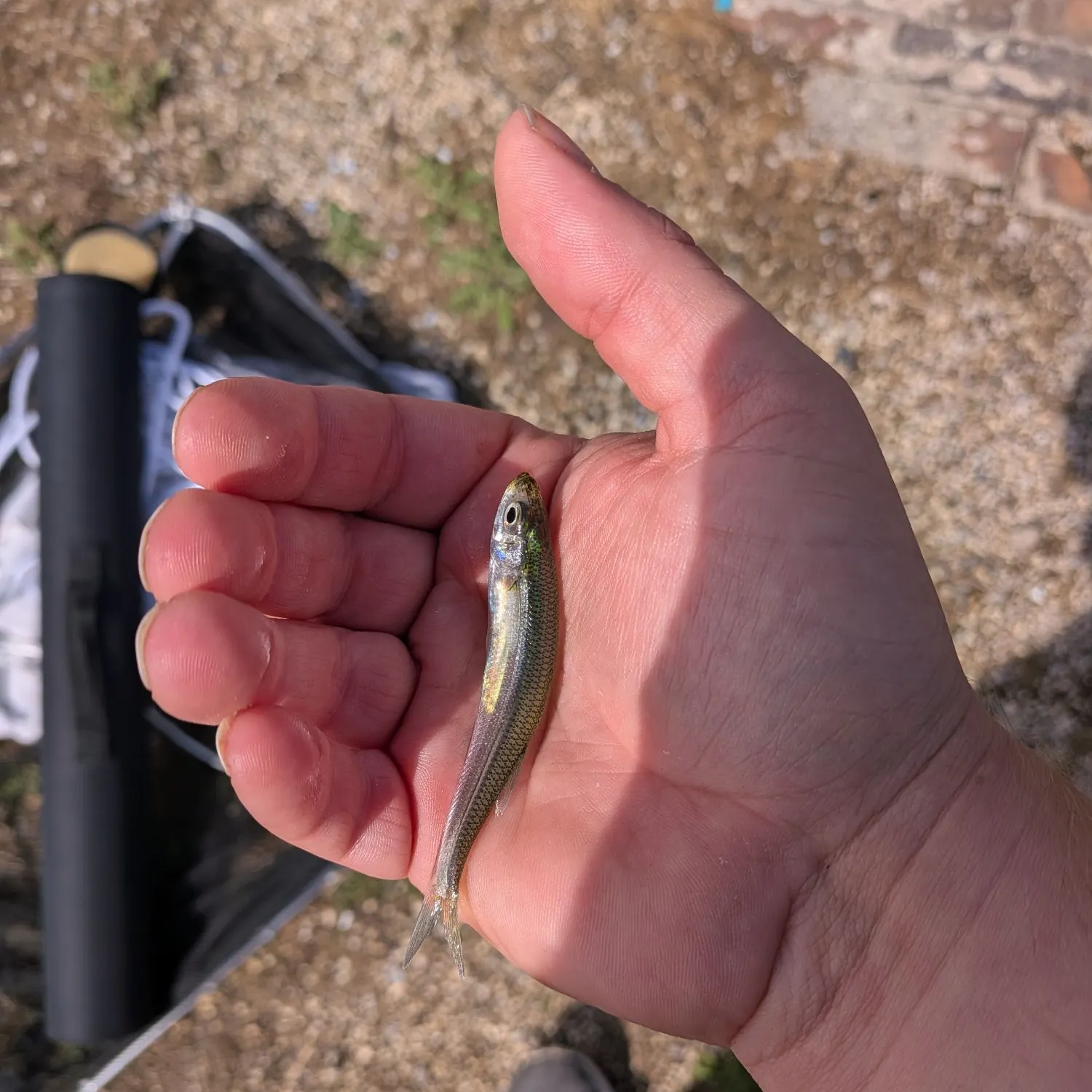 The most recent Sand smelt catches on Fishbrain