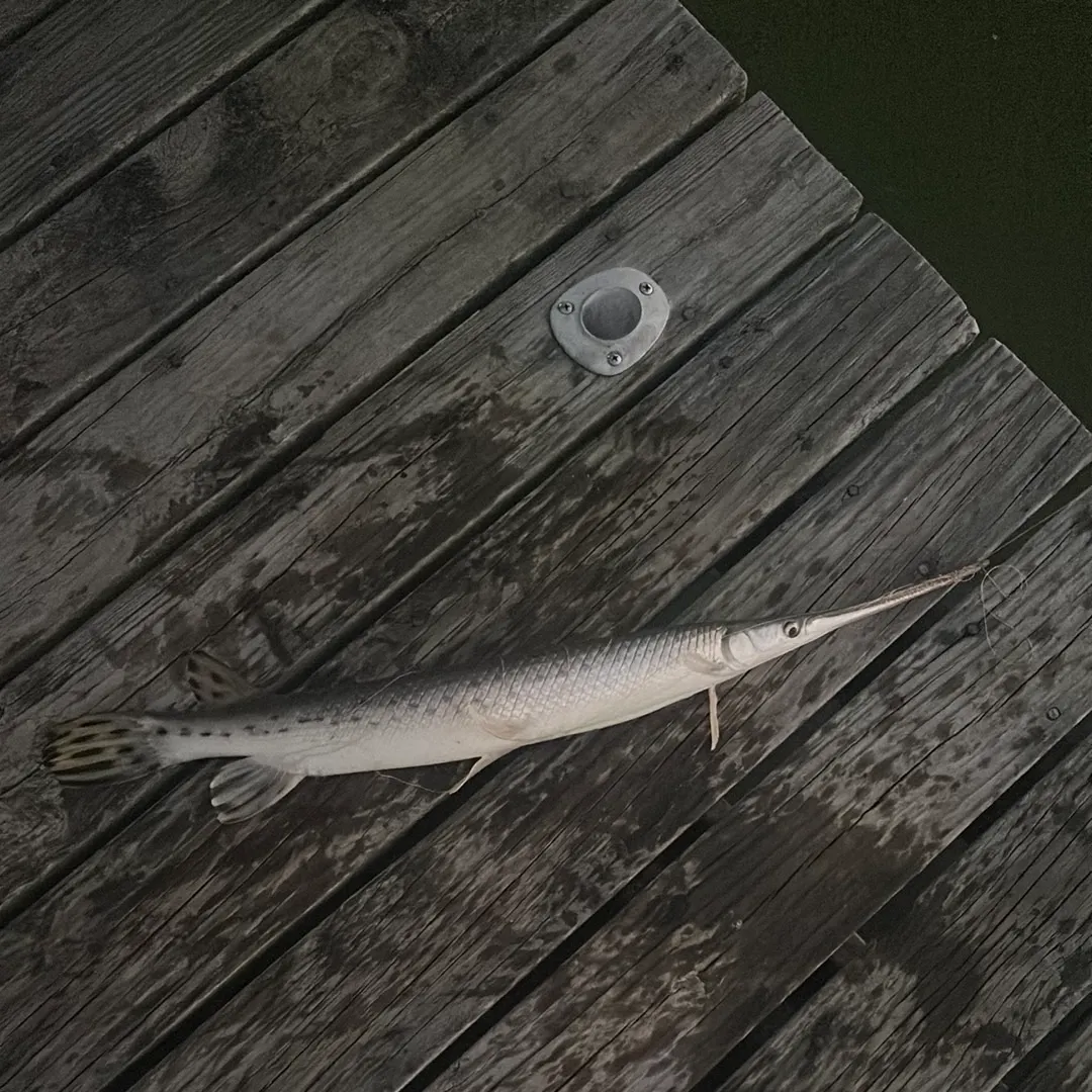 Longnose gar caught on Fishbrain