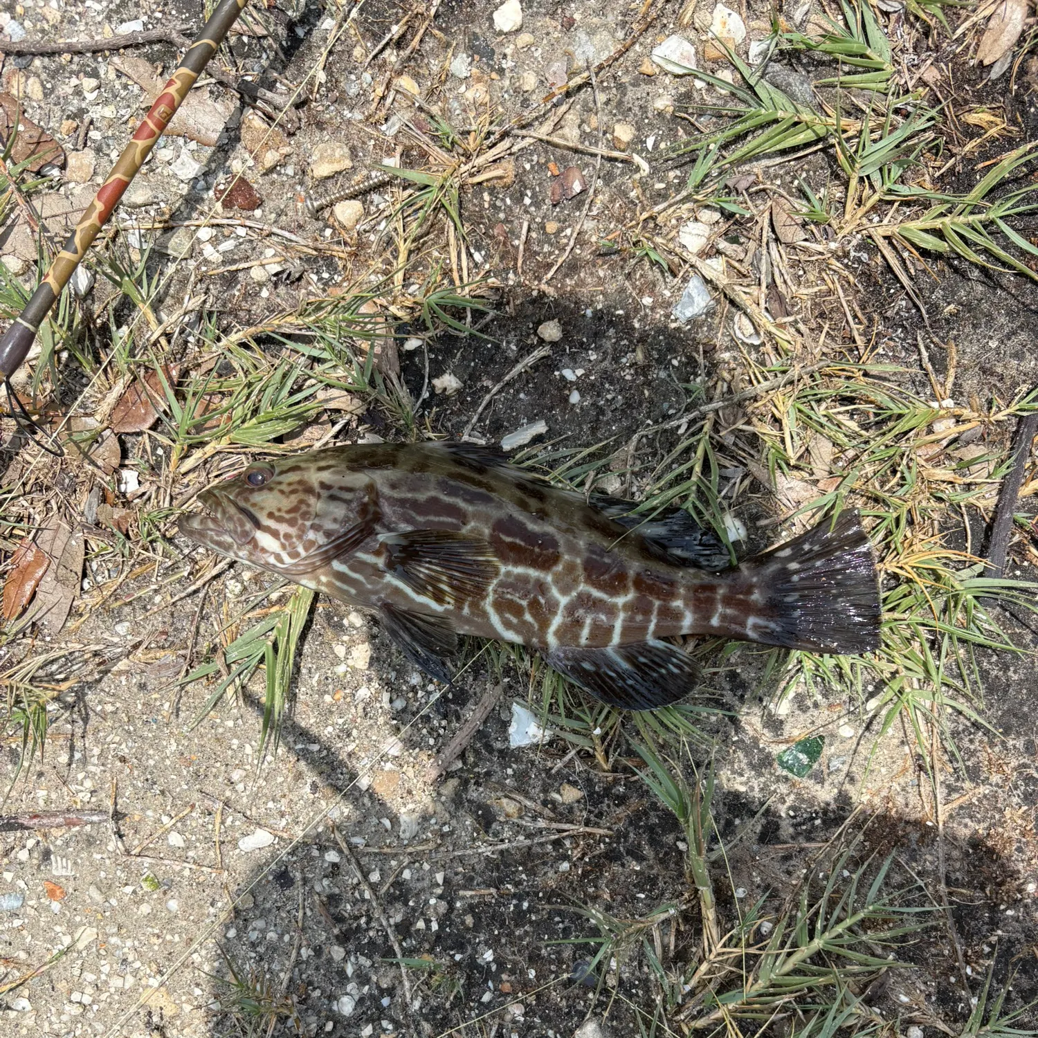 The most recent Black grouper catches on Fishbrain