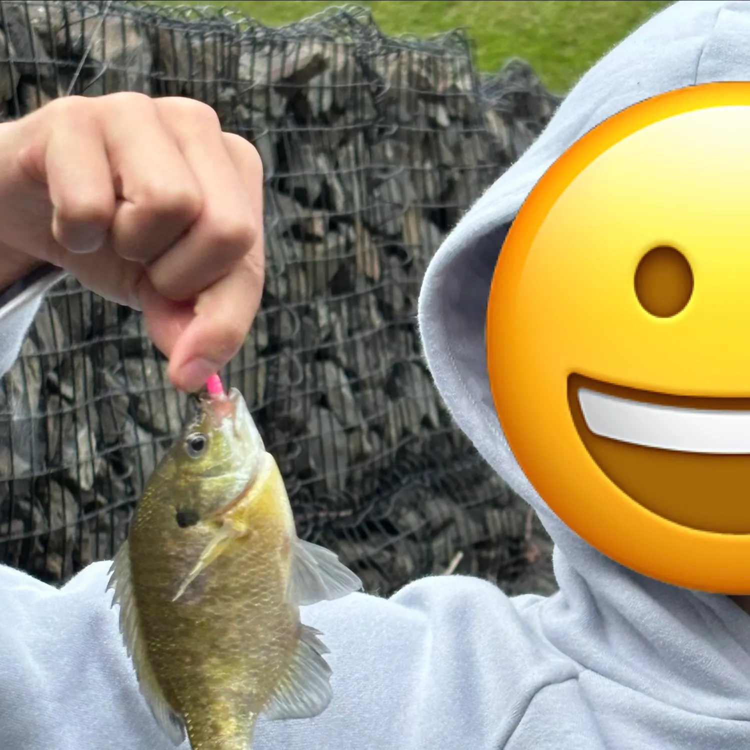 Bluegill caught on Fishbrain