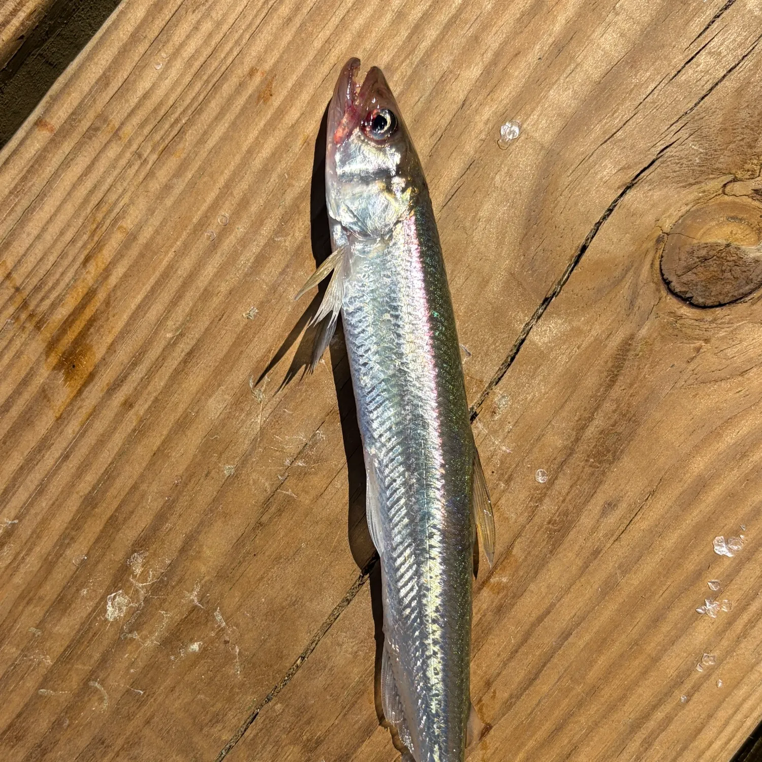 The most recent Atlantic rainbow smelt catches on Fishbrain