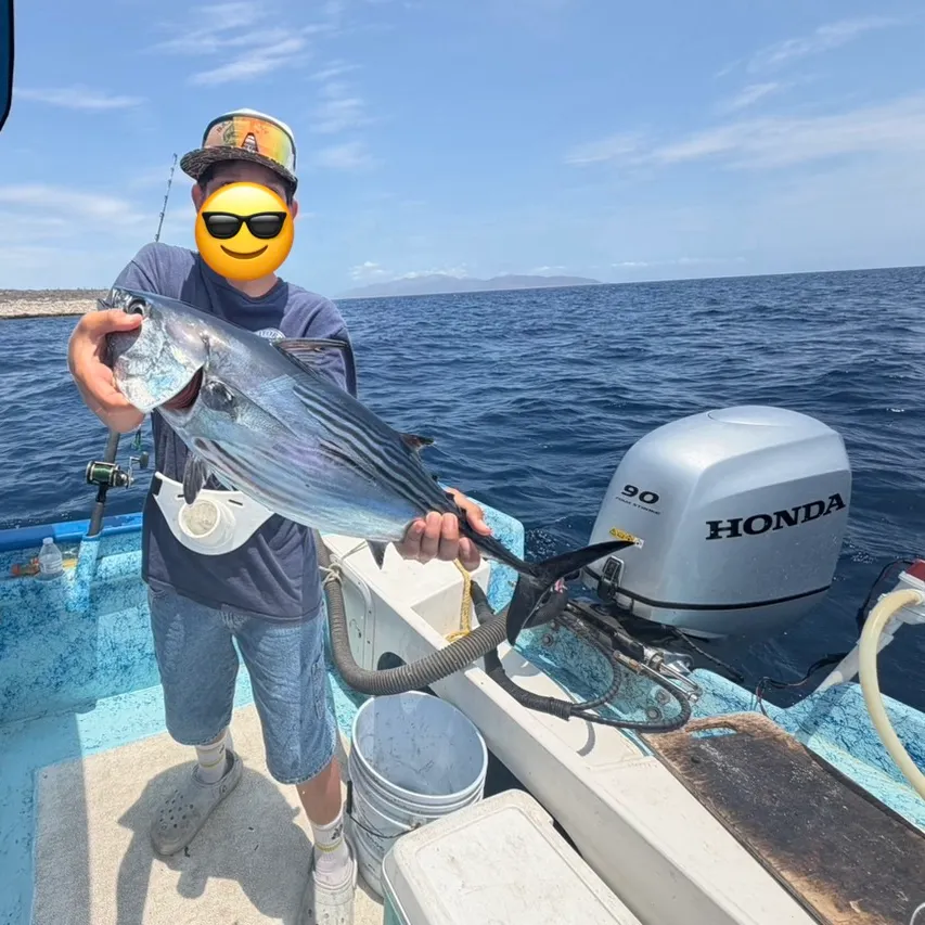 The most recent Eastern Pacific bonito catches on Fishbrain