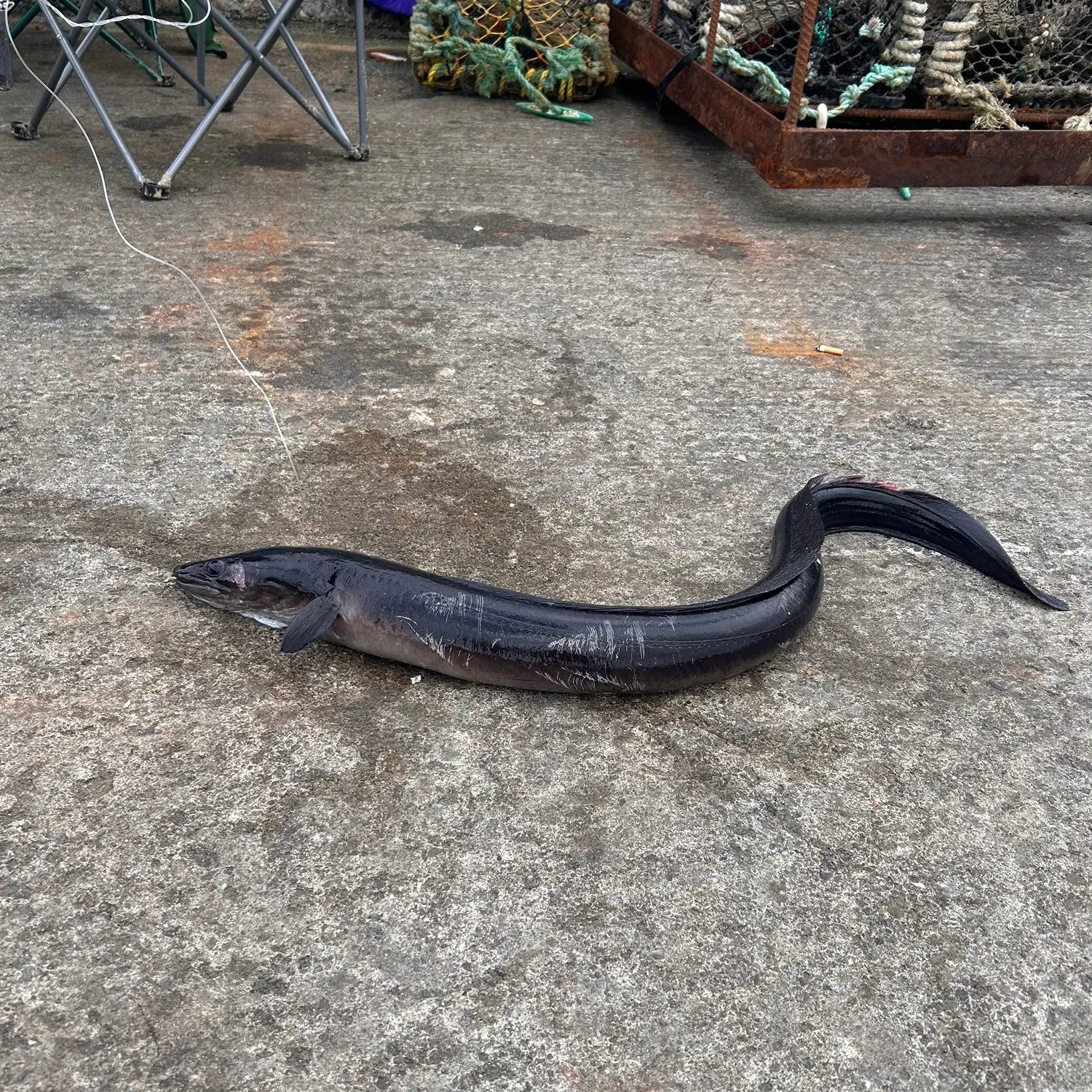 The most recent European conger catches on Fishbrain