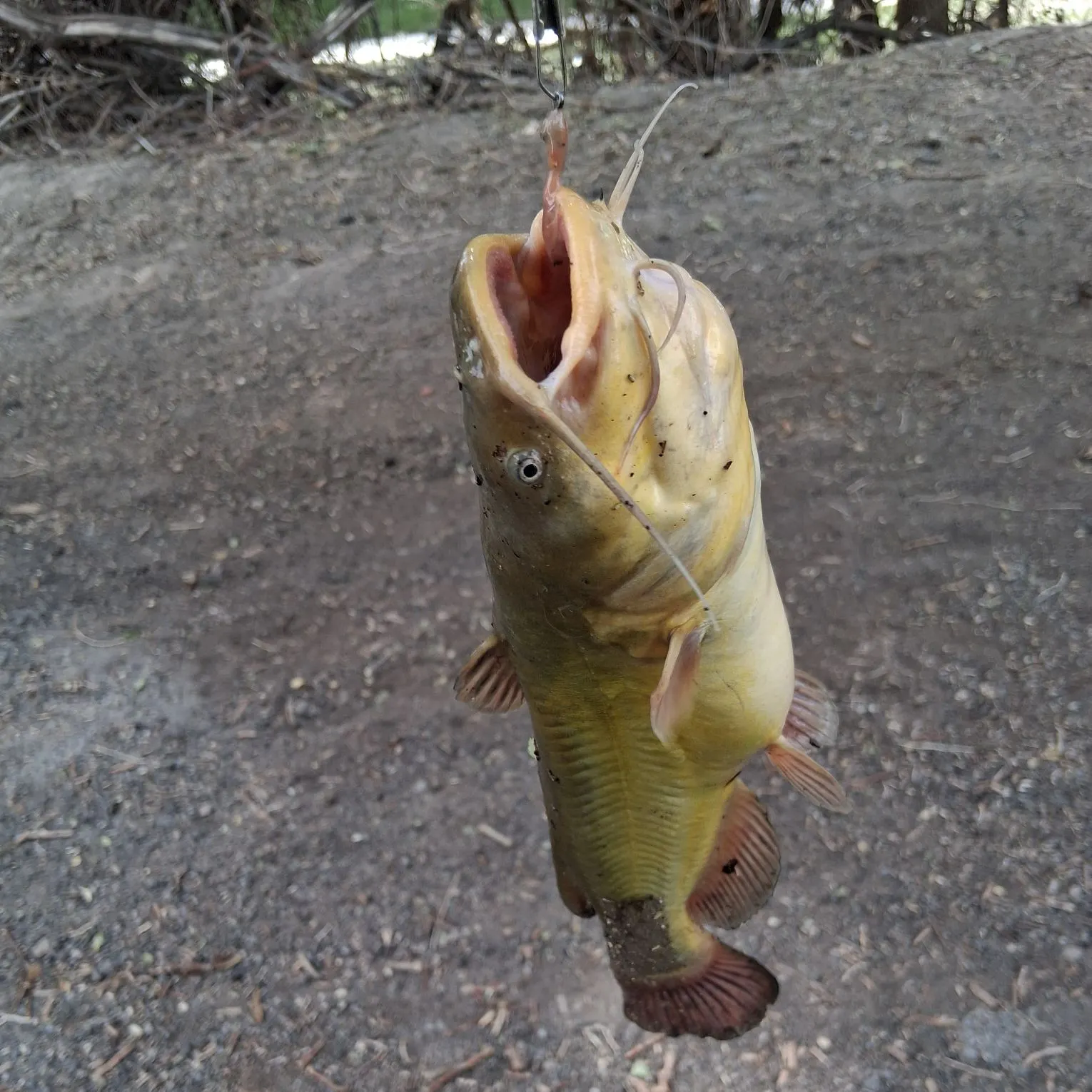 Yellow bullhead caught on Fishbrain