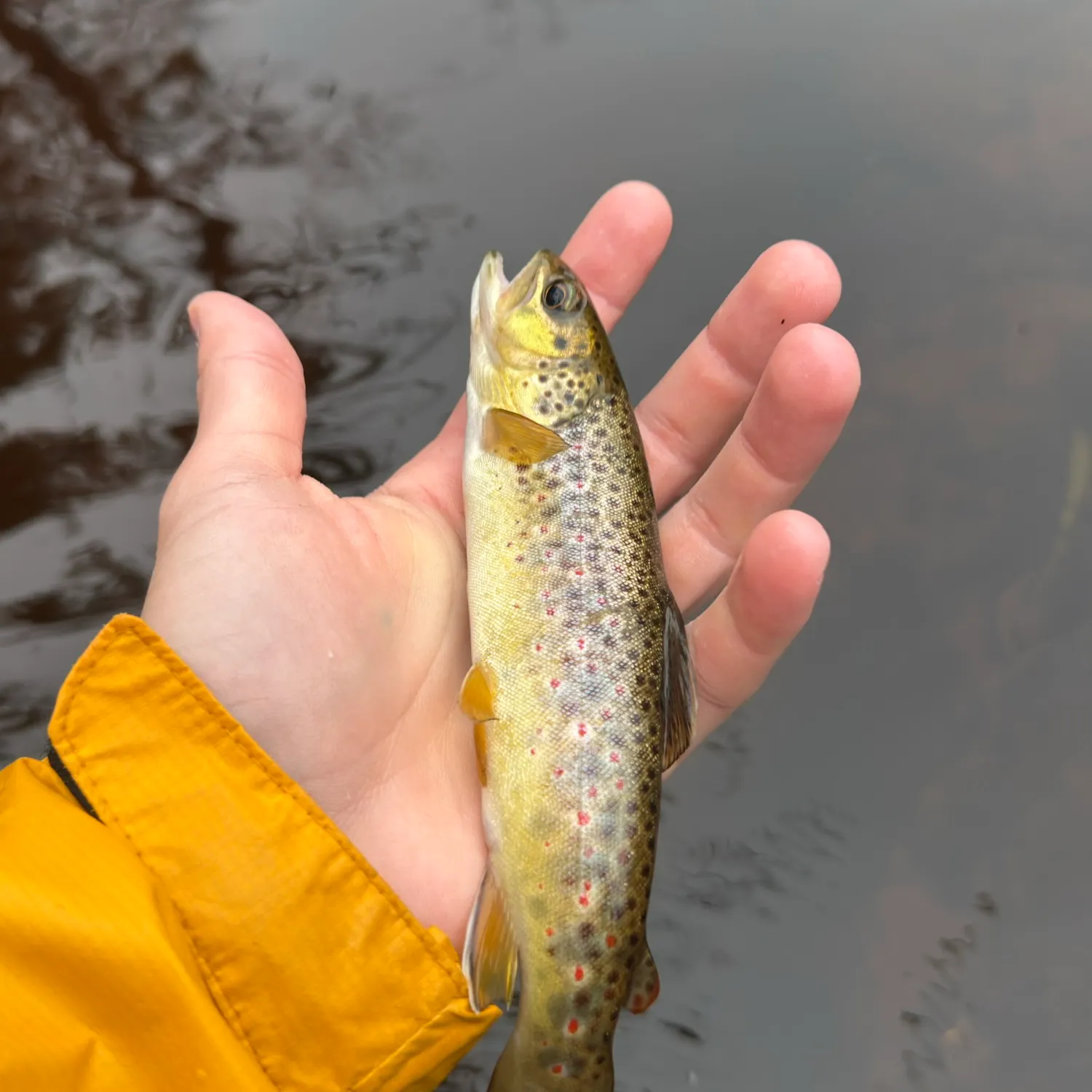 Brown trout caught on Fishbrain