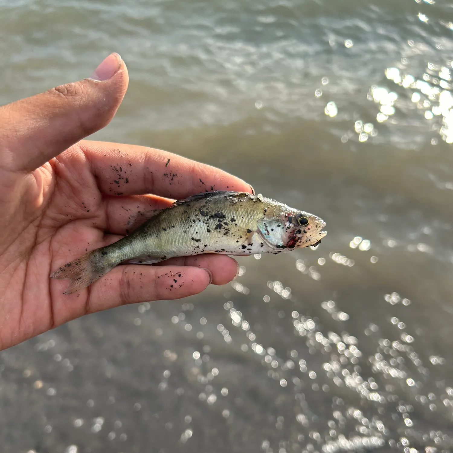 Common carp caught on Fishbrain