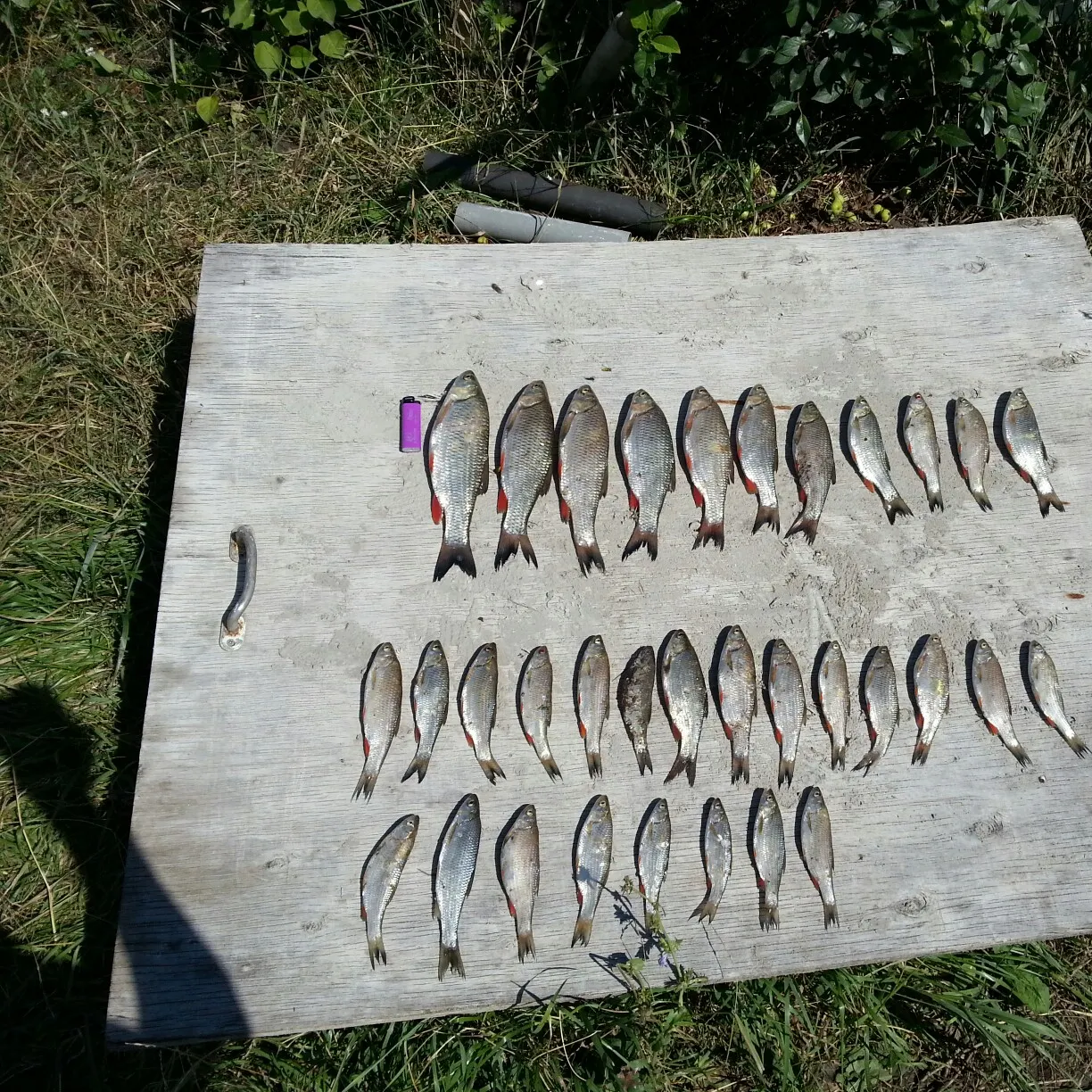 recently logged catches