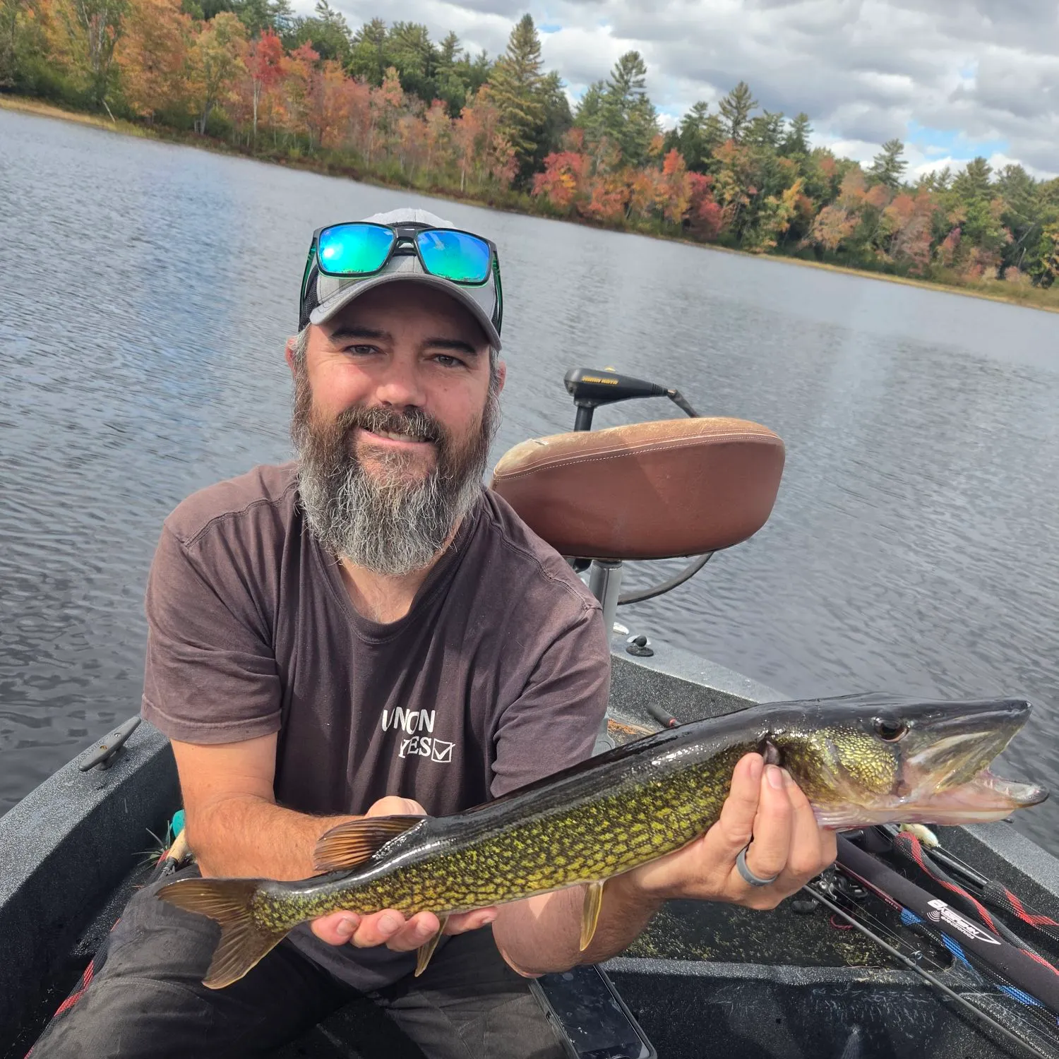 Chain pickerel caught on Fishbrain