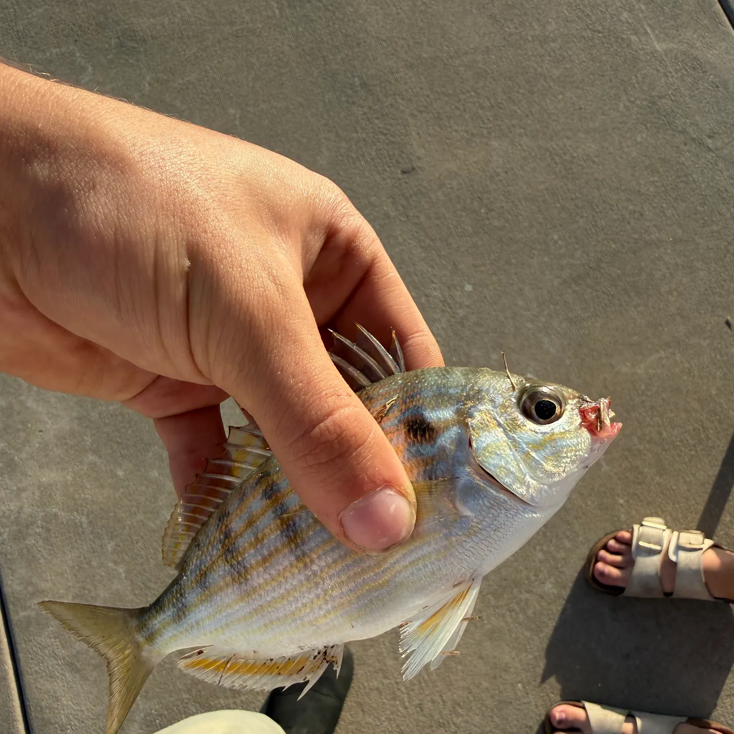 Pinfish caught on Fishbrain