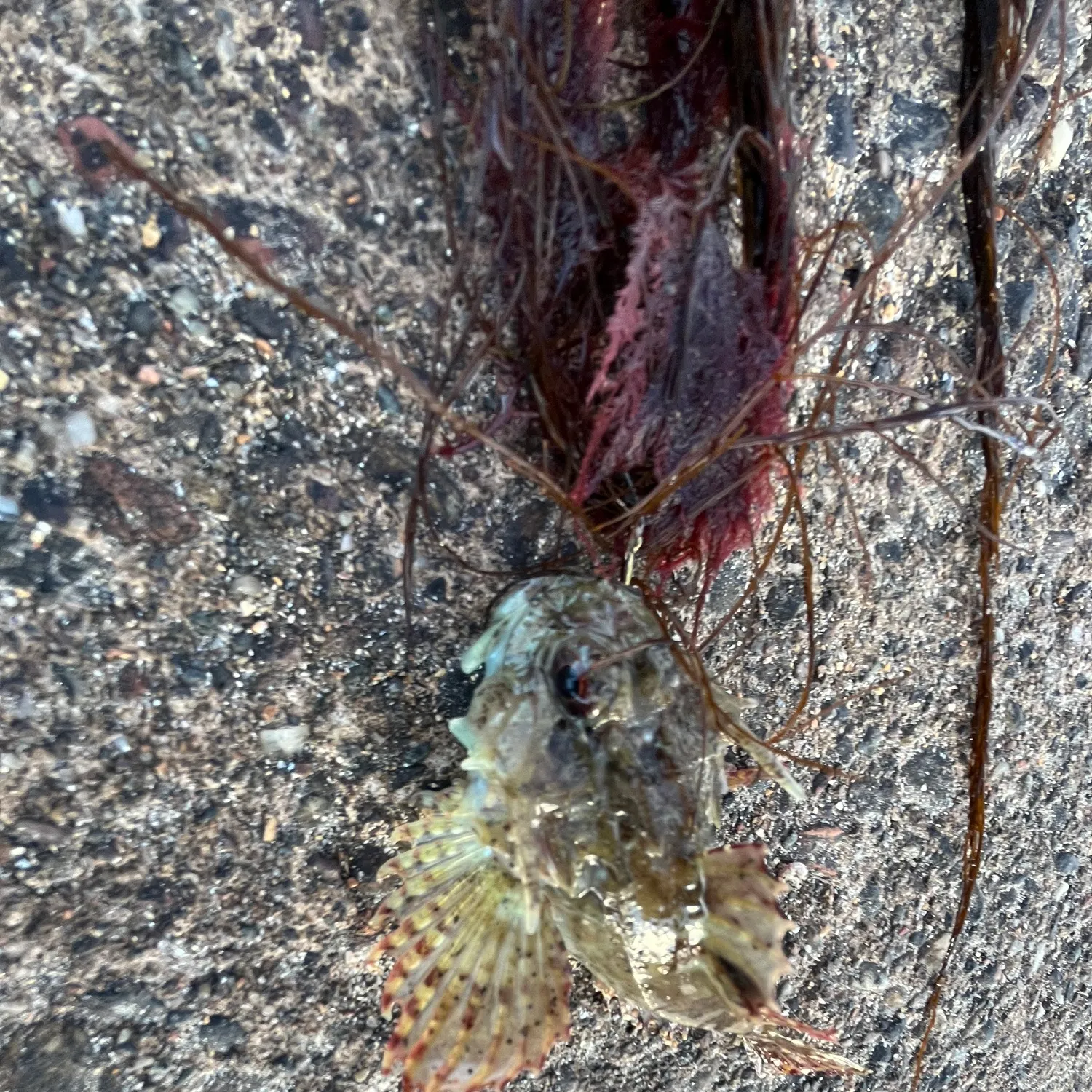 The most recent Longspined bullhead catches on Fishbrain