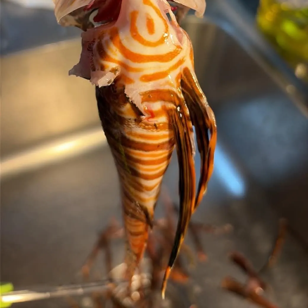 The most recent Red lionfish catches on Fishbrain