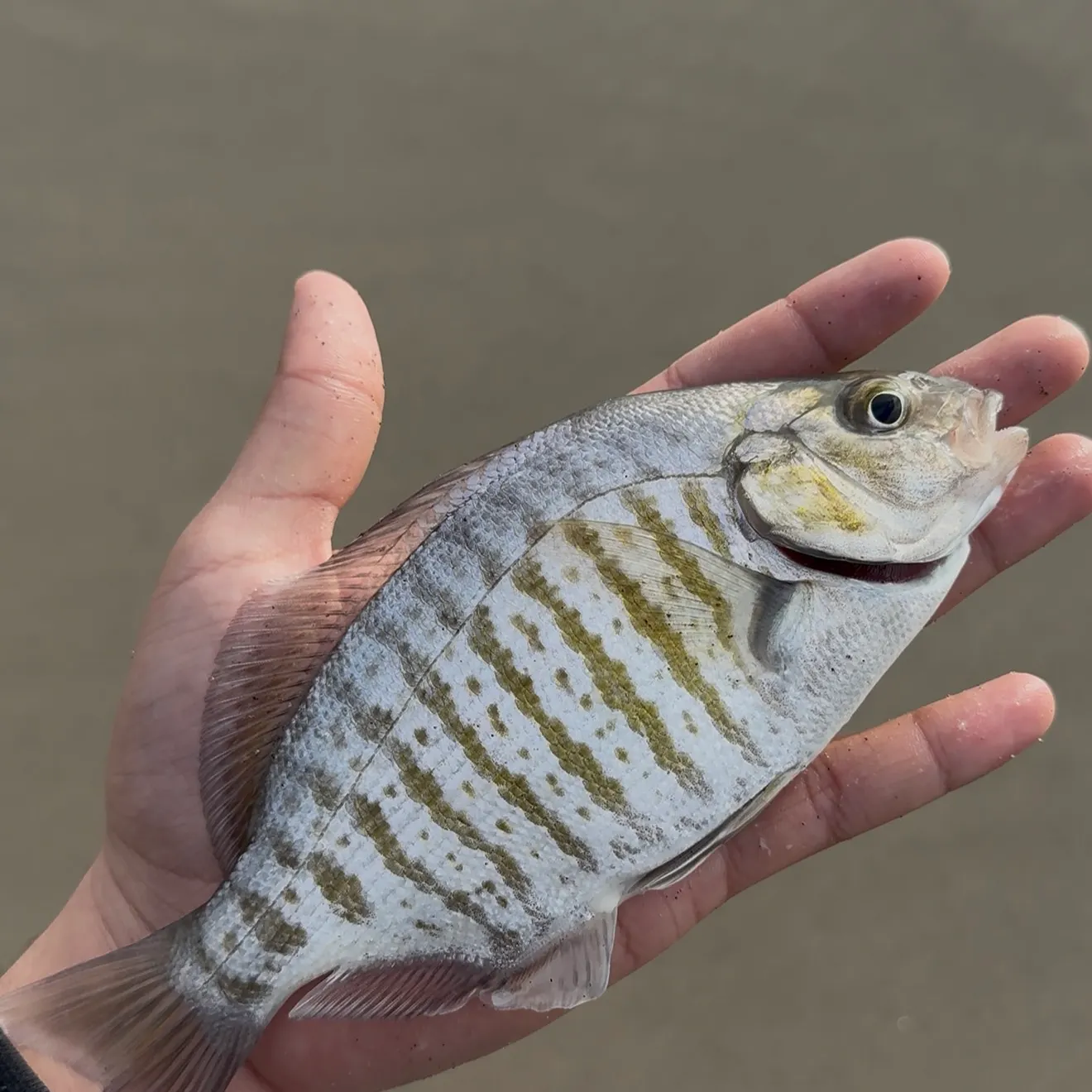 The most recent Barred surfperch catches on Fishbrain