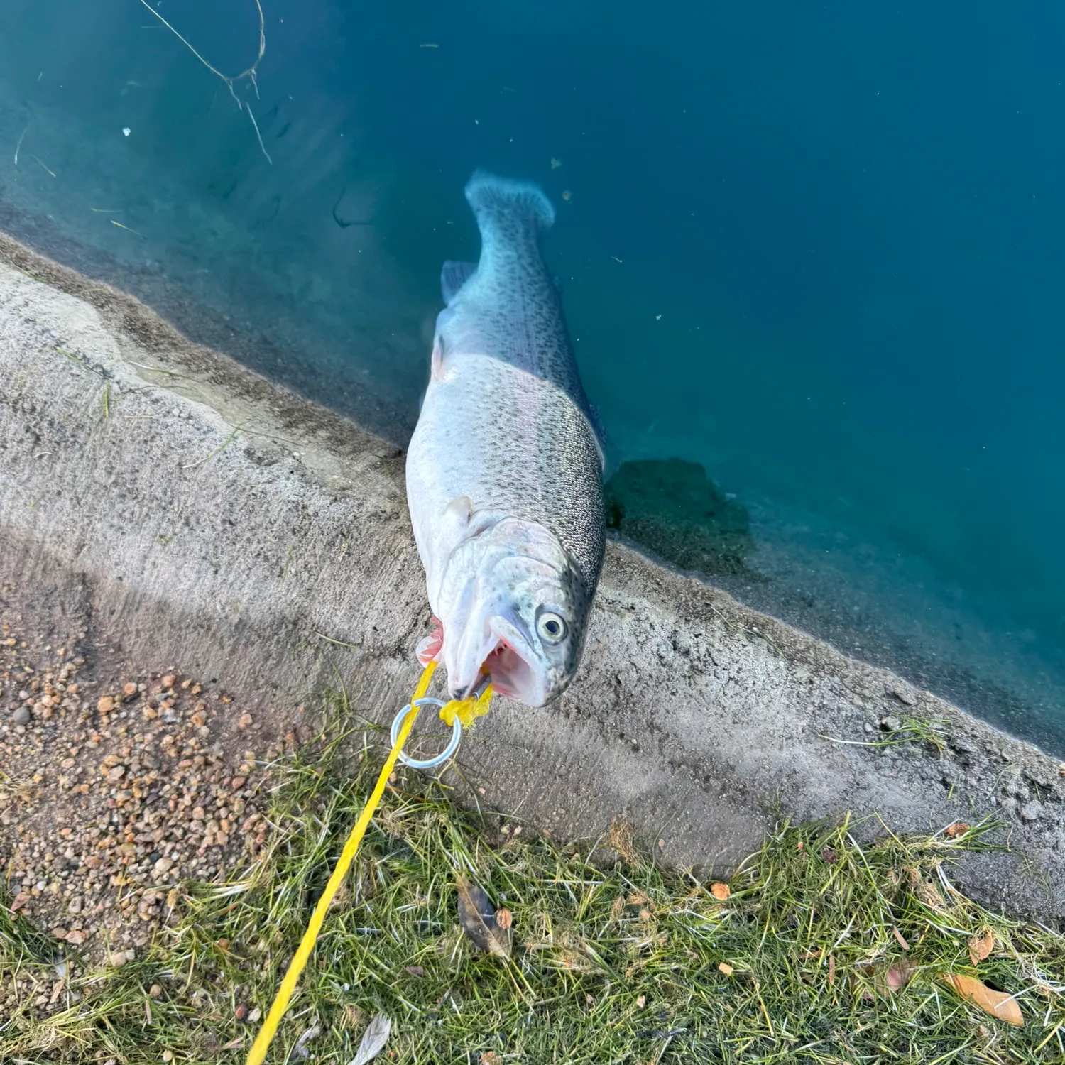 The most recent Rainbow trout catches on Fishbrain