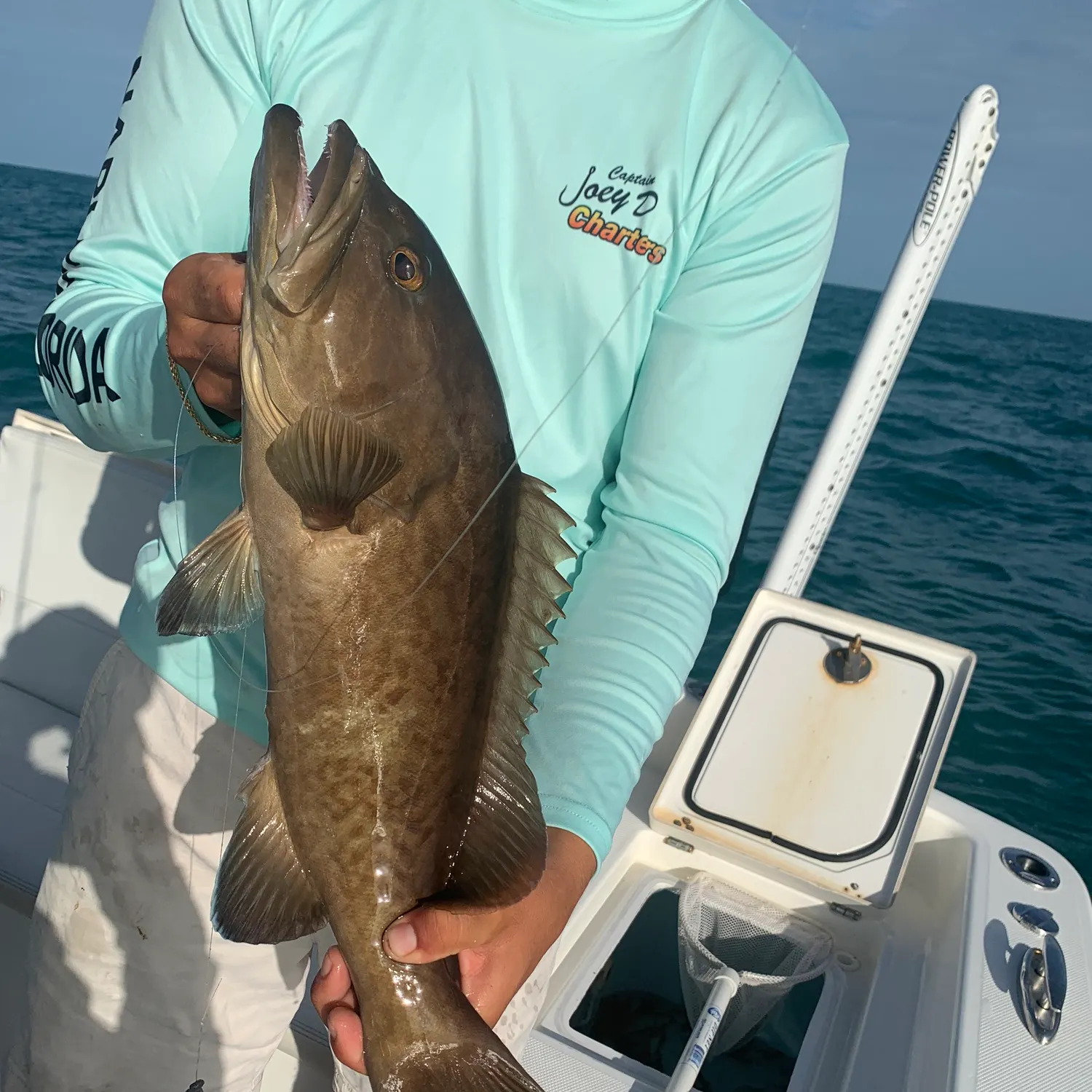 The most recent Gag grouper catches on Fishbrain