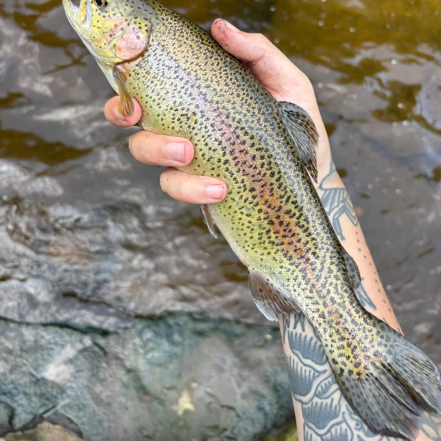 recently logged catches