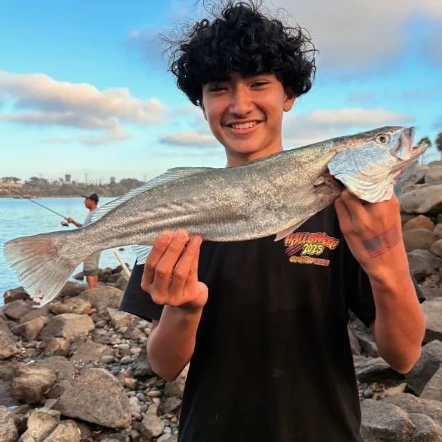 The most recent Shortfin corvina catches on Fishbrain