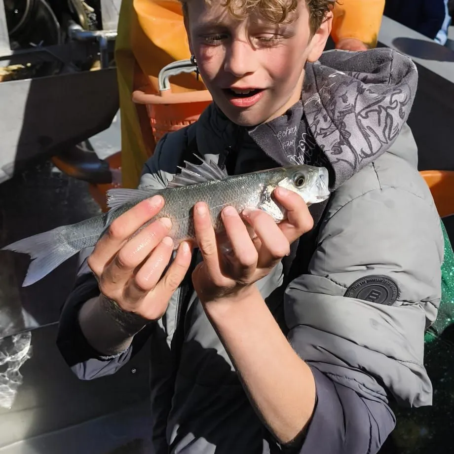 European seabass caught on Fishbrain