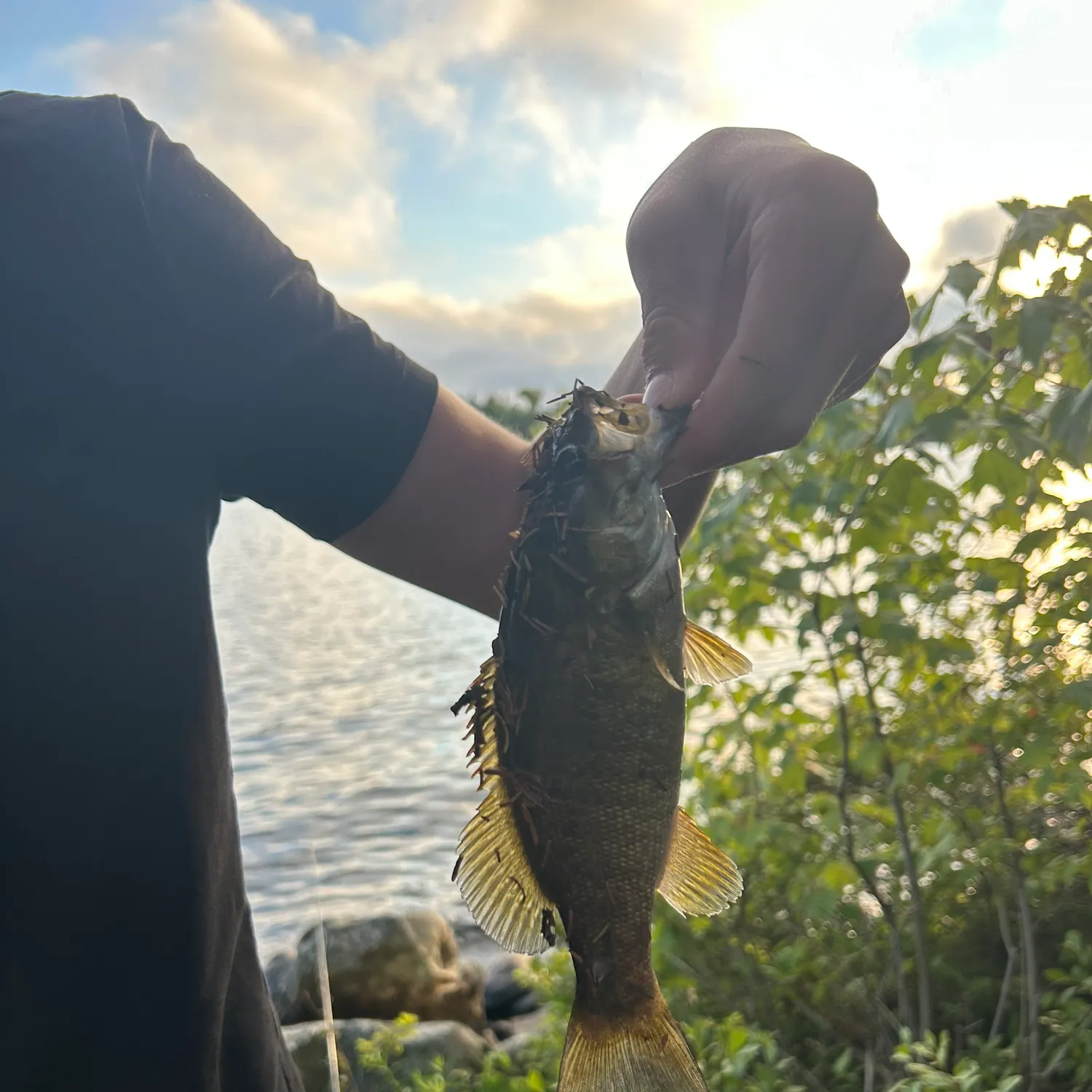 Smallmouth bass caught on Fishbrain