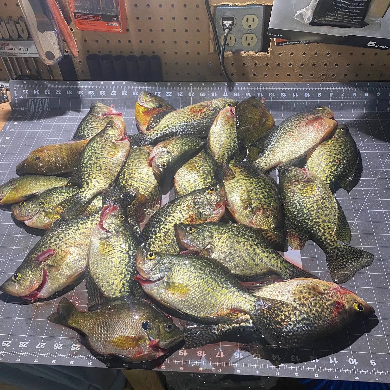 recently logged catches